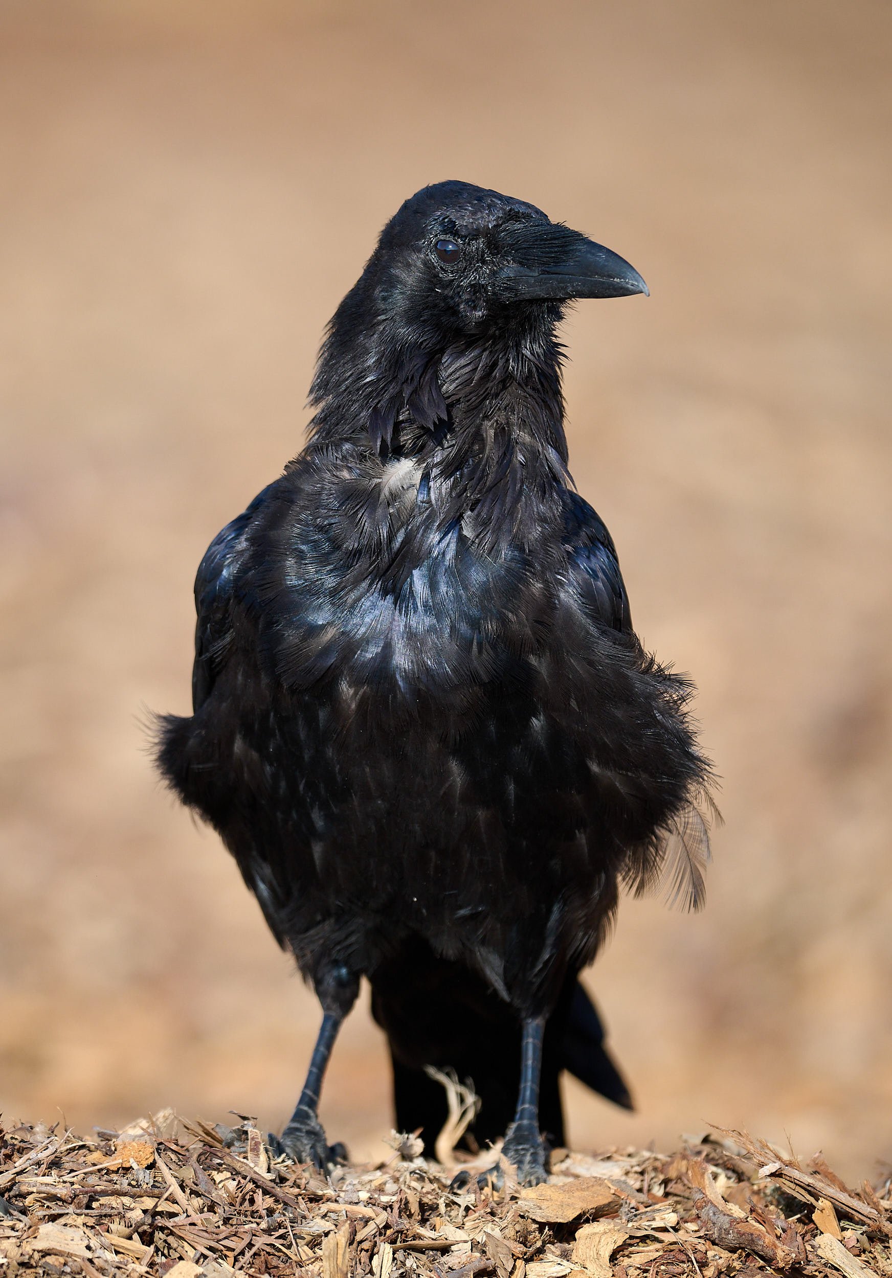 Common Raven