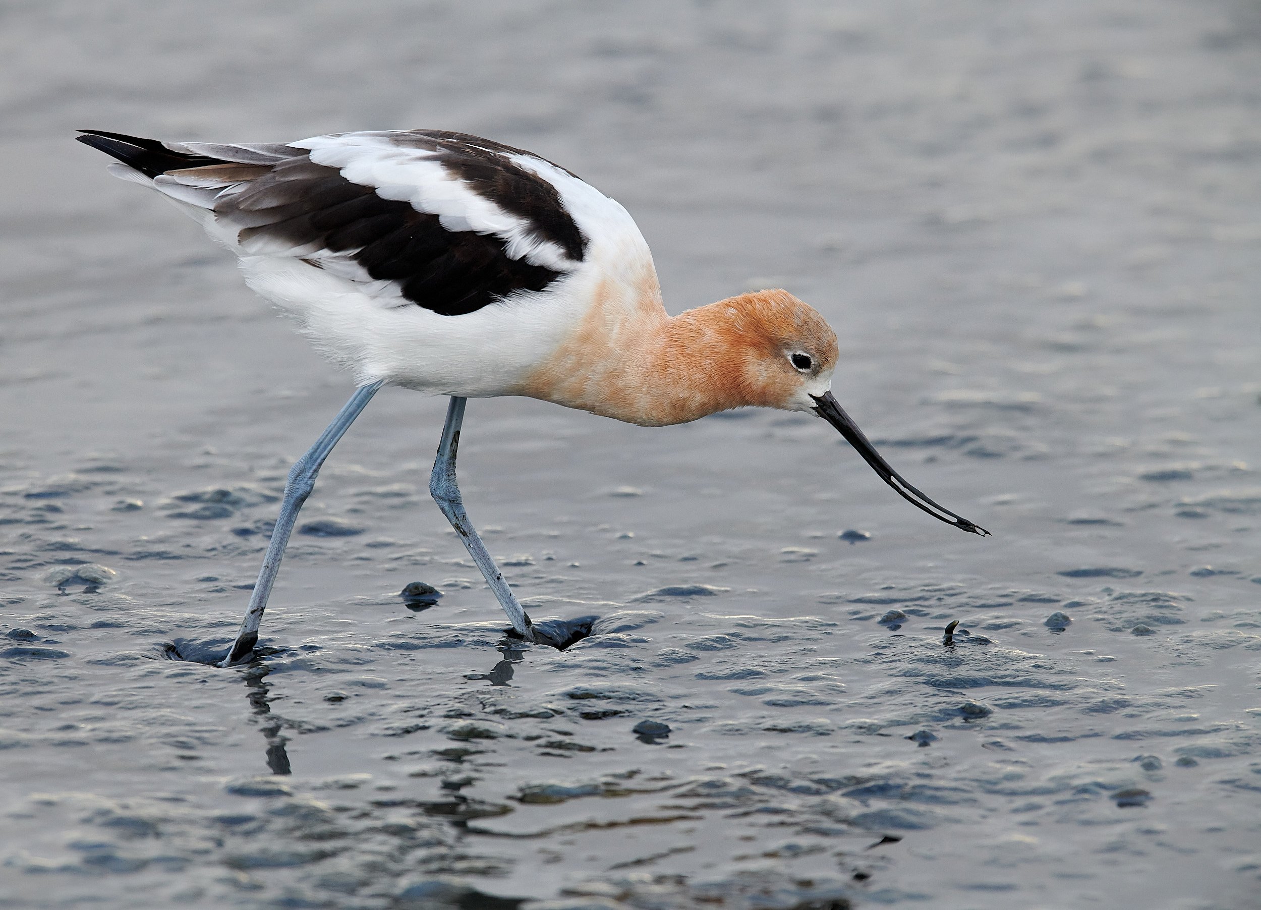 Avocet