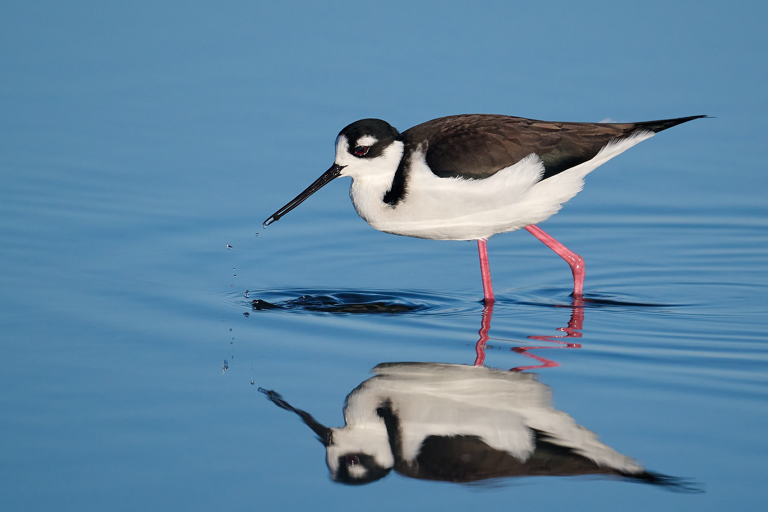 Black-necked Stilt