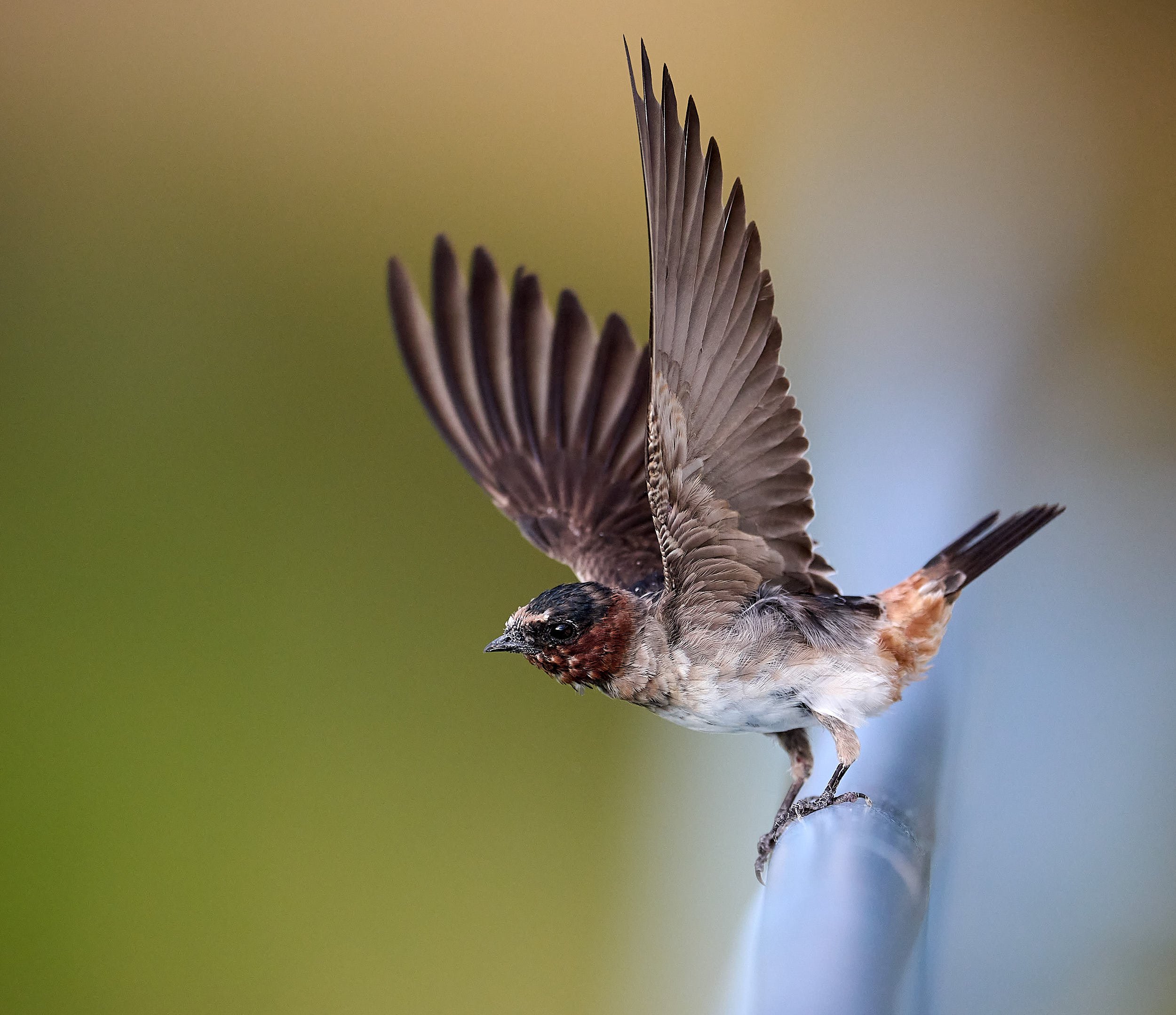 Cliff Swallow