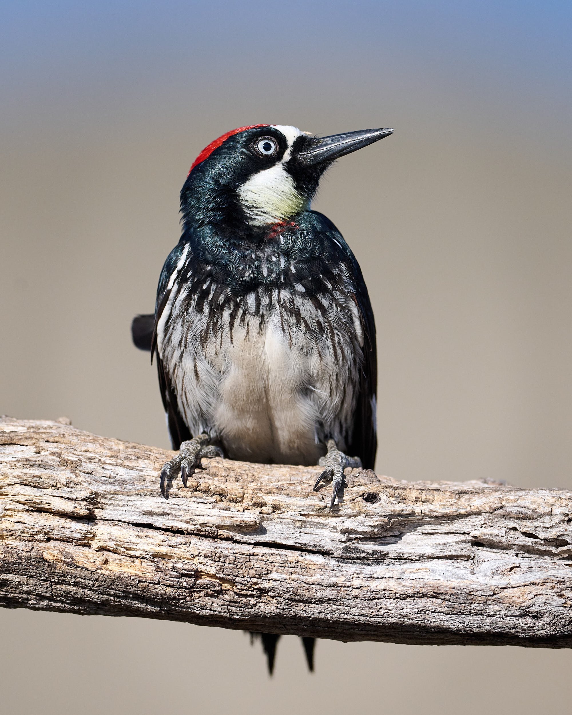 Acorn Woodpecker