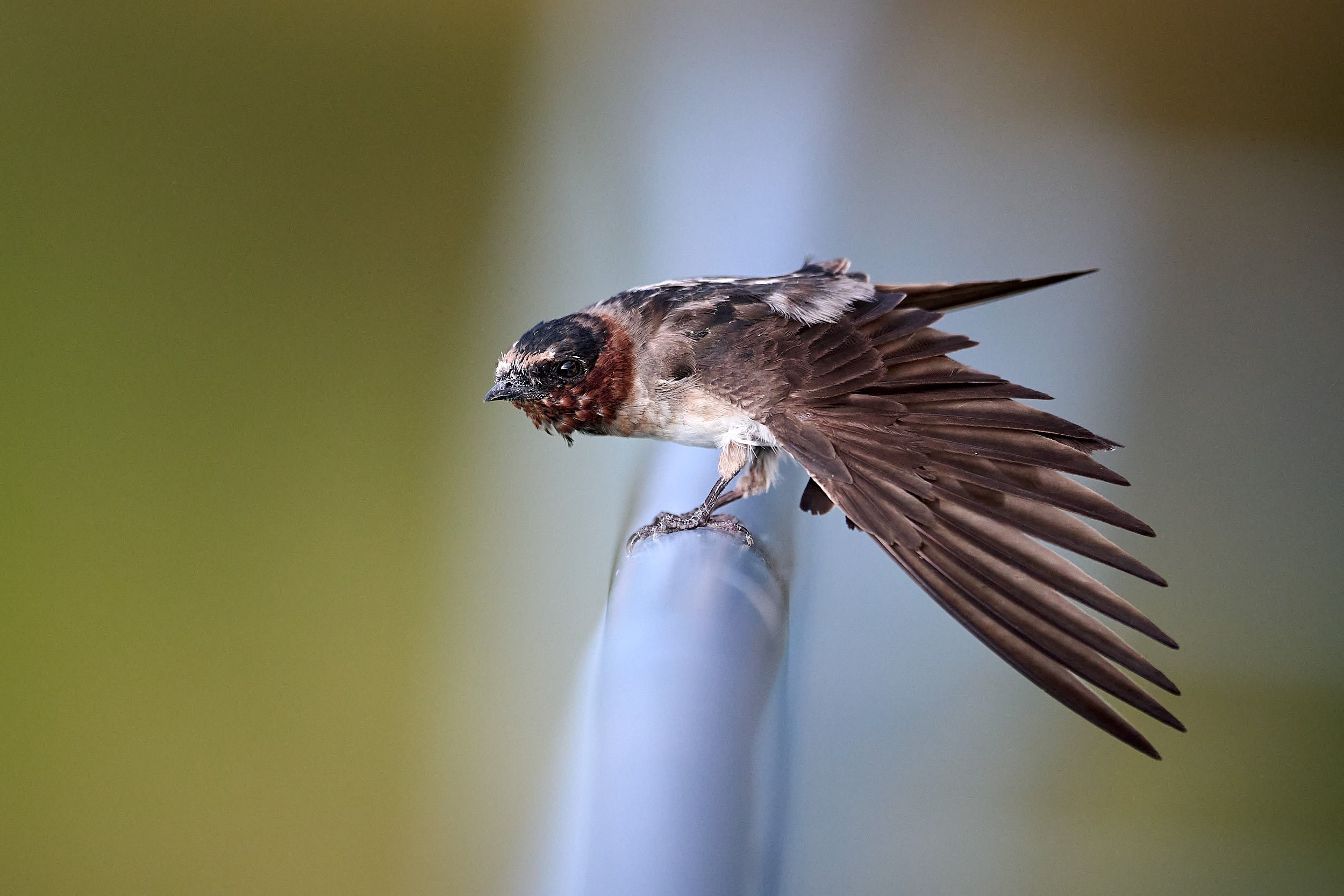 Cliff Swallow