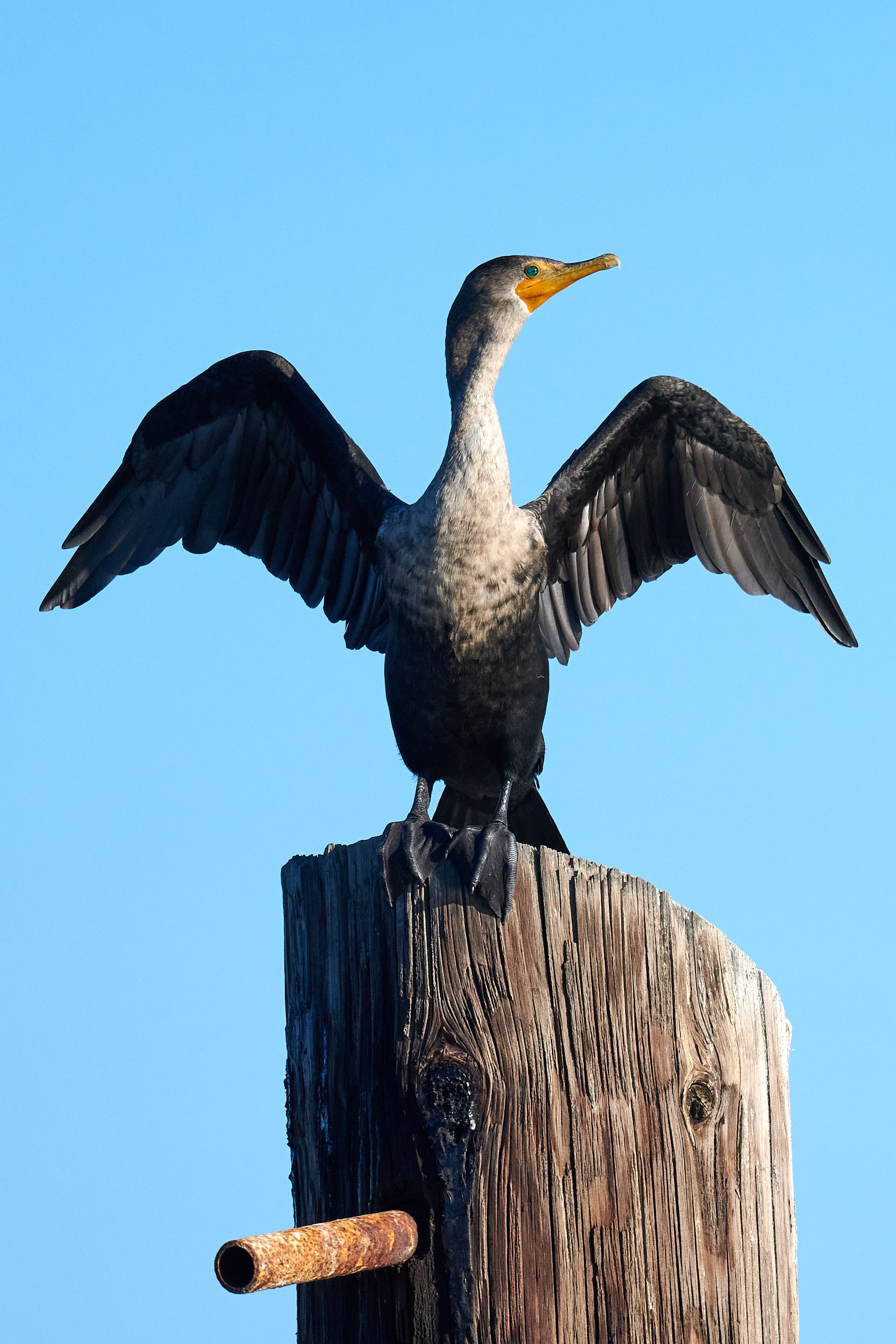Double-crested Cormorant