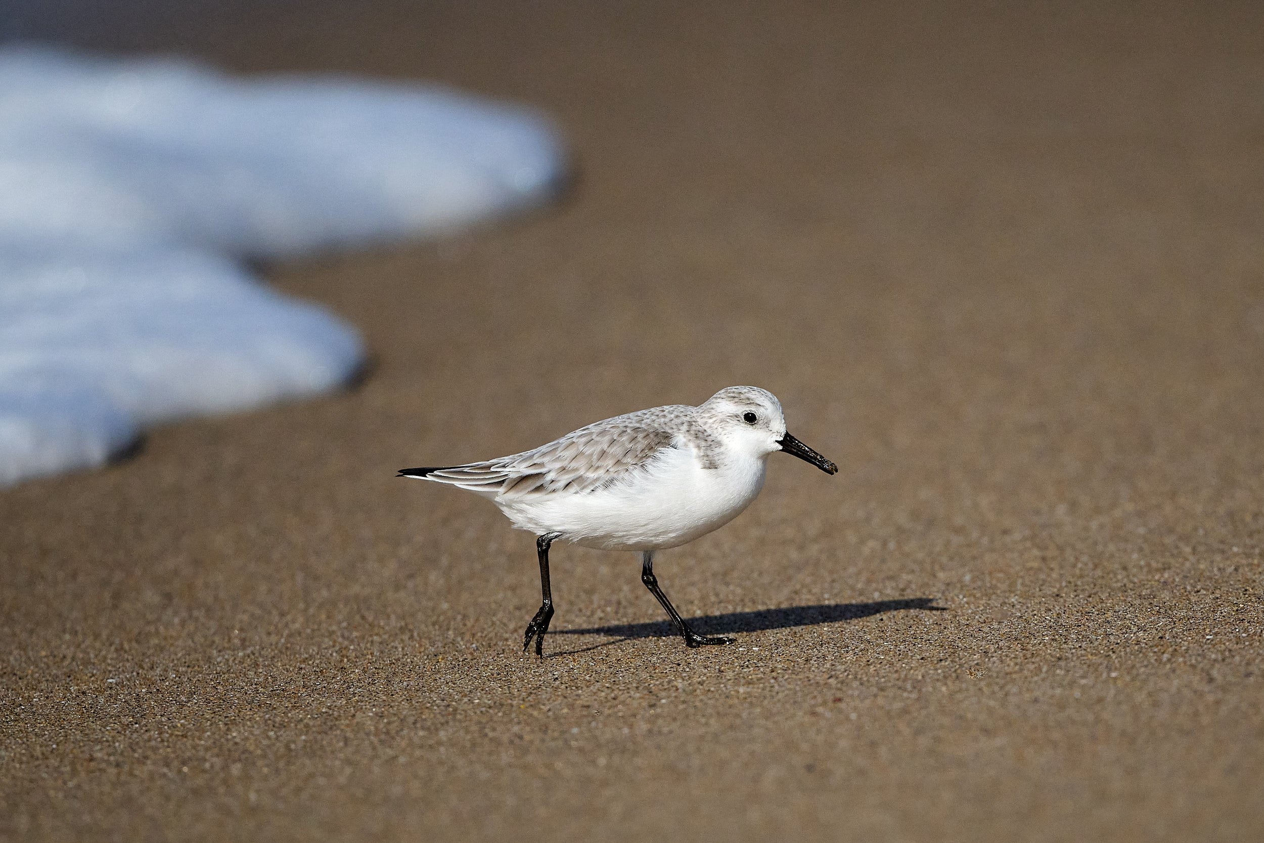 Sanderling