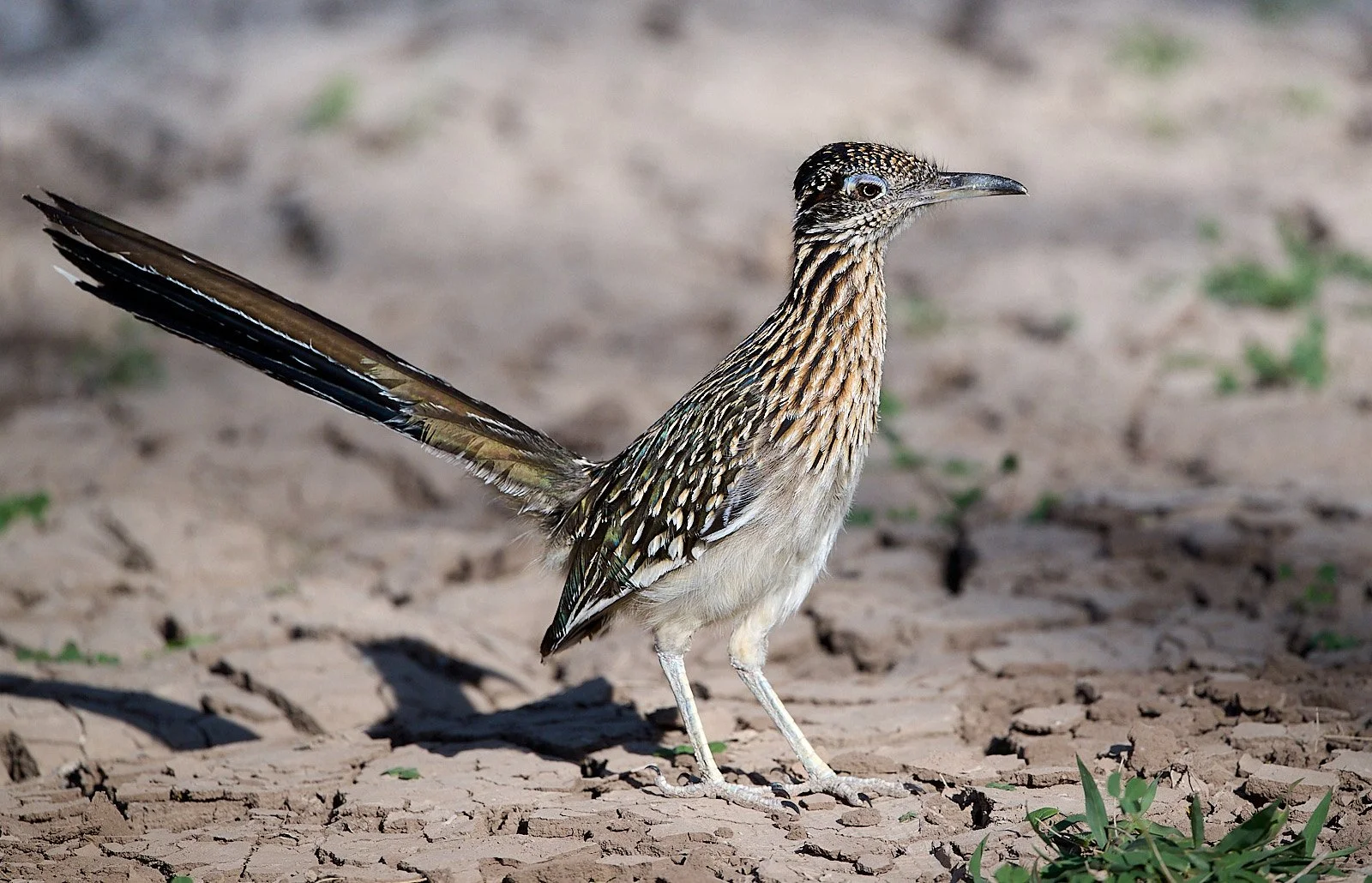 Greater Roadrunner