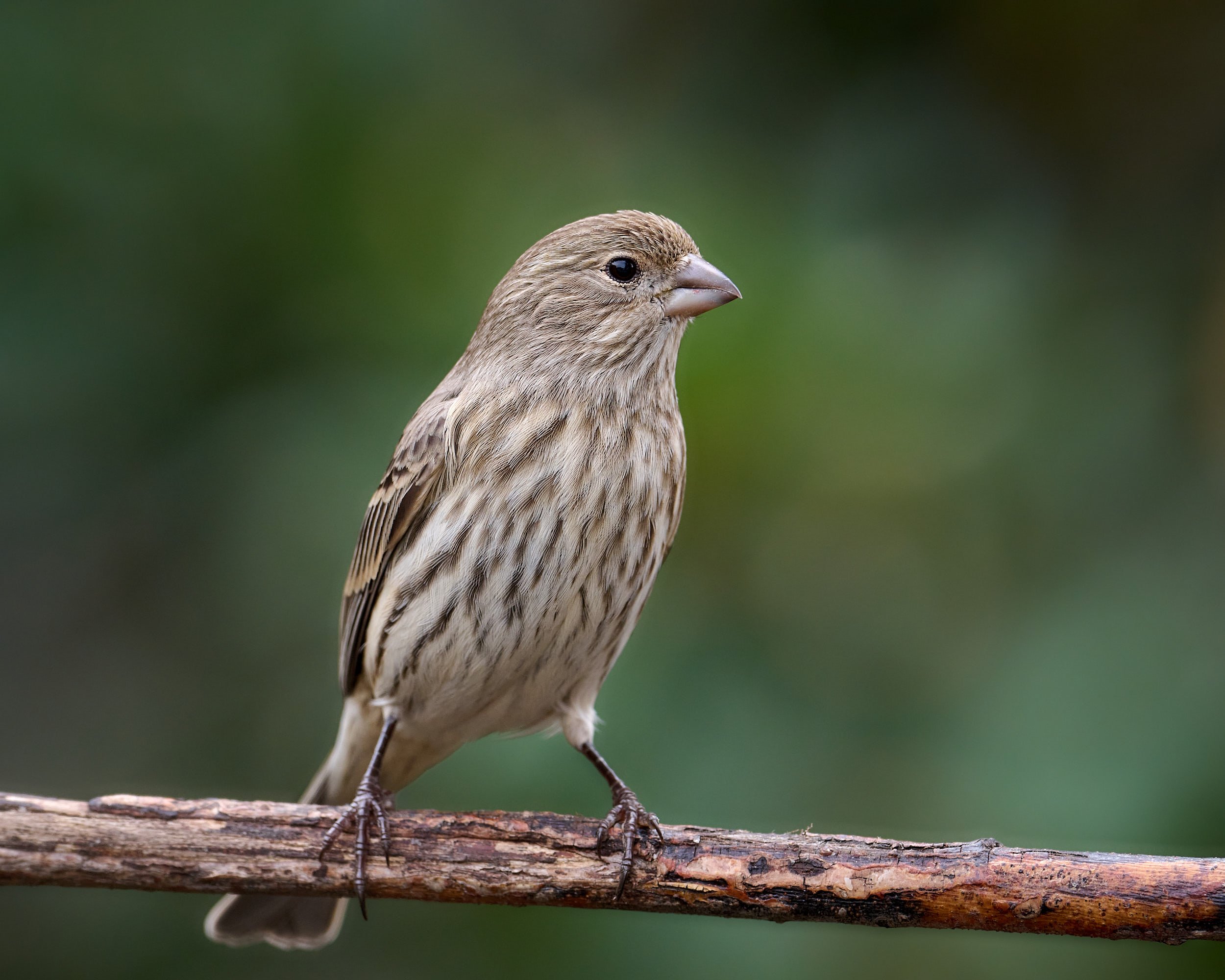 House Finch