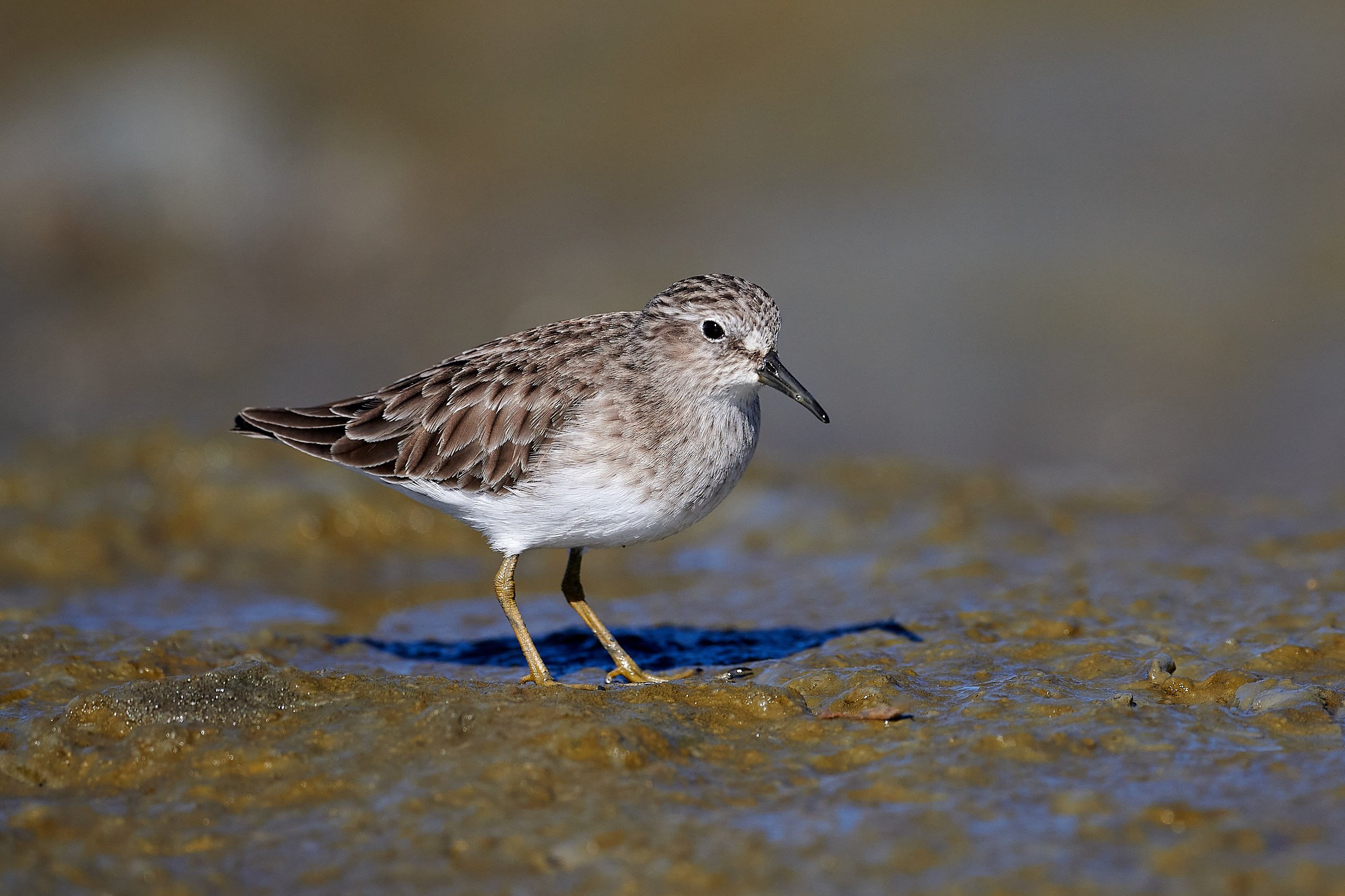 Least Sandpiper
