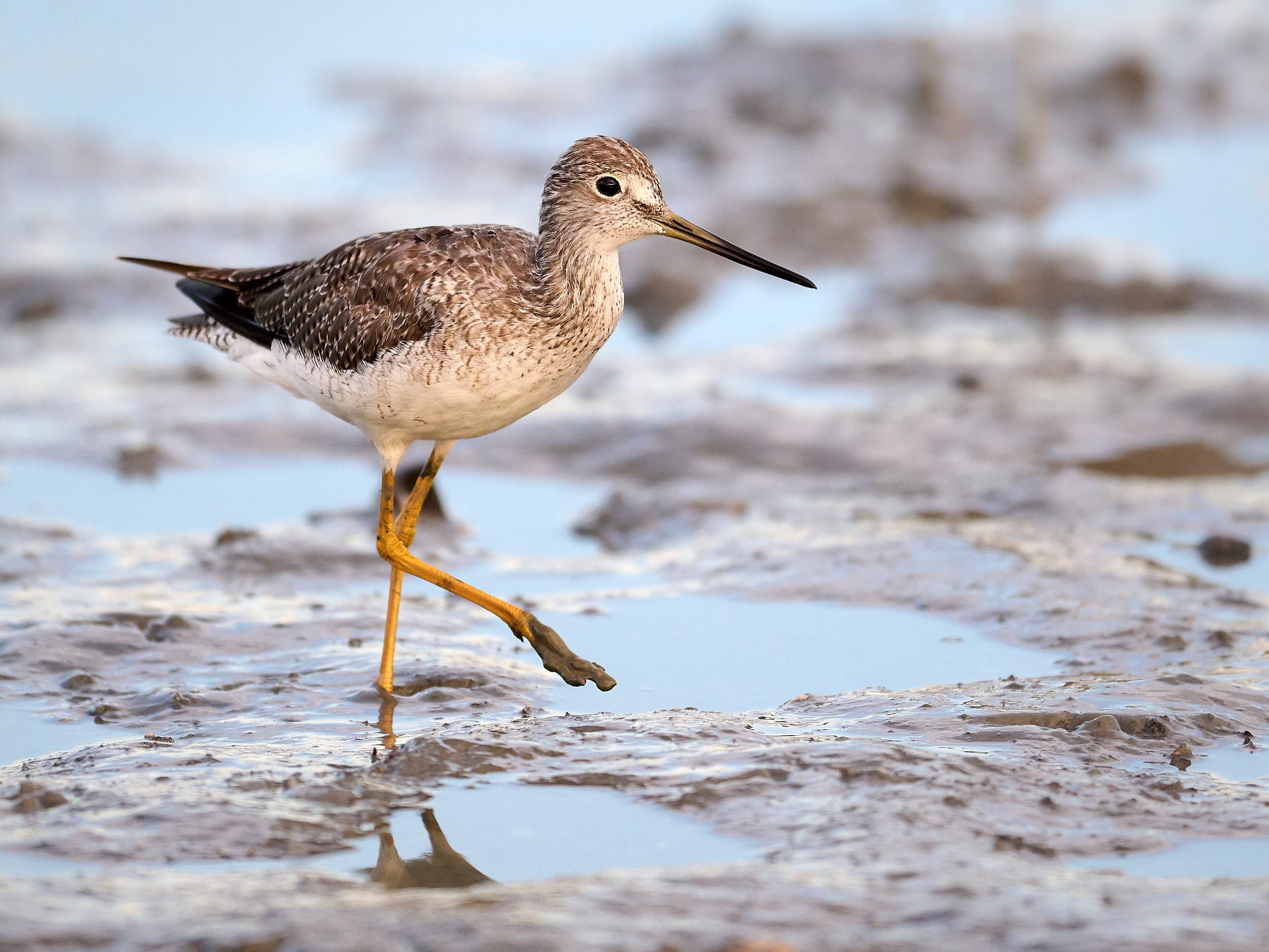 Greater Yellowlegs