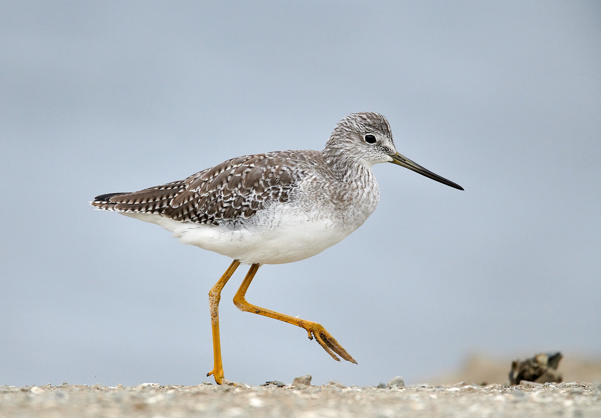 Greater Yellowlegs