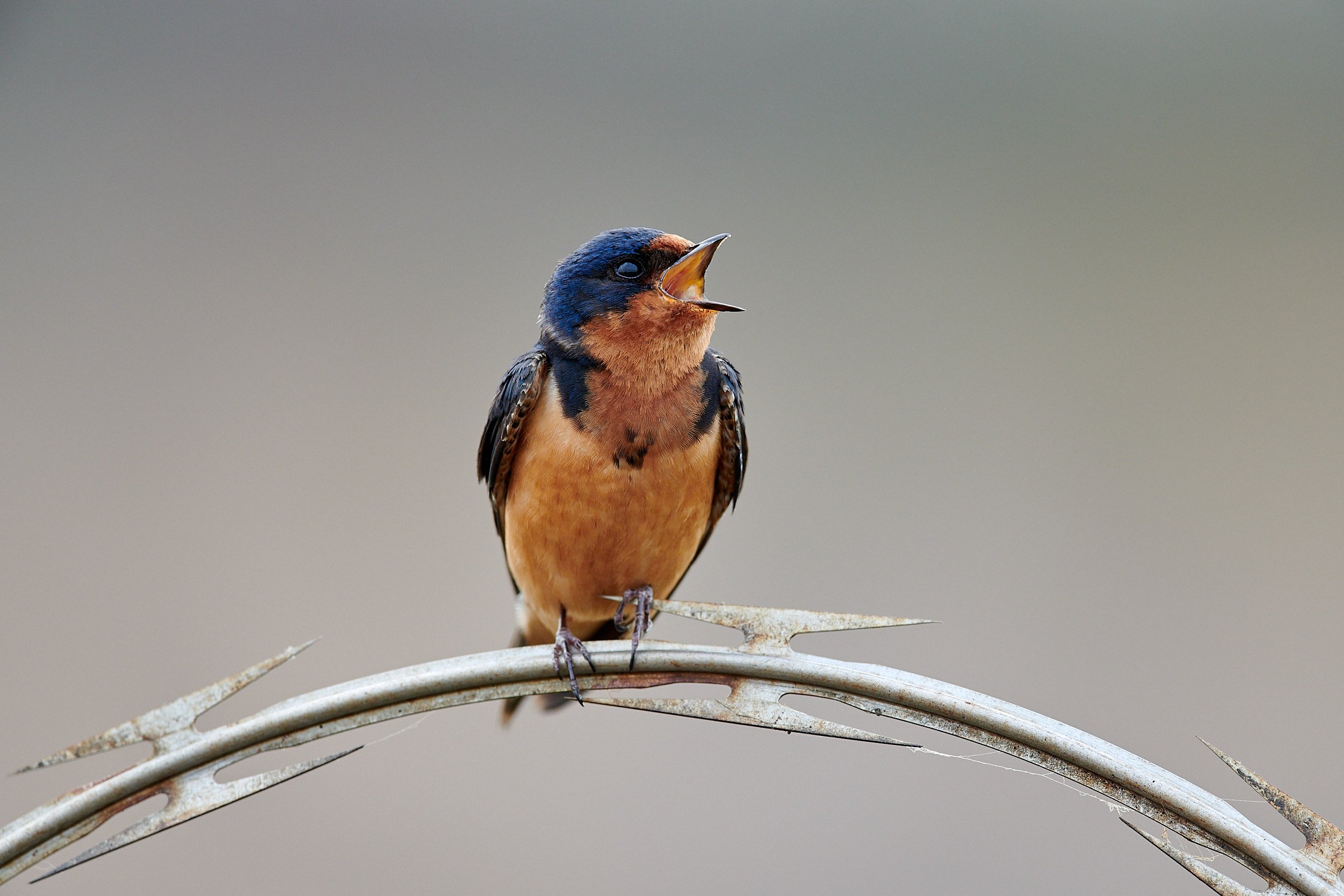 Barn Swallow