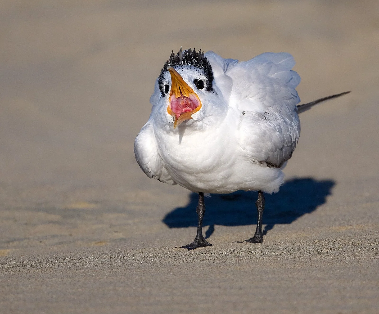 Royal Tern