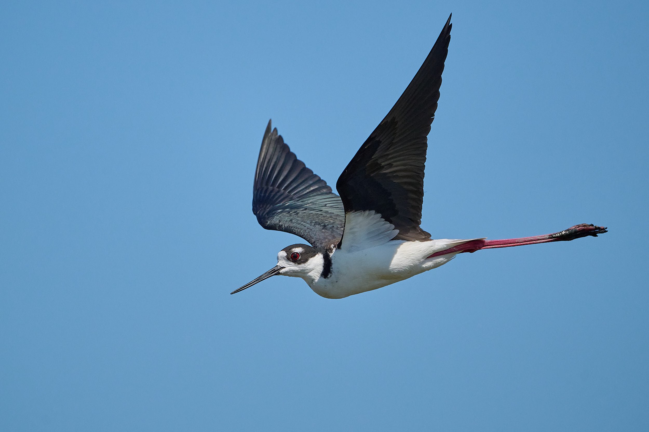 Black-necked Stilt