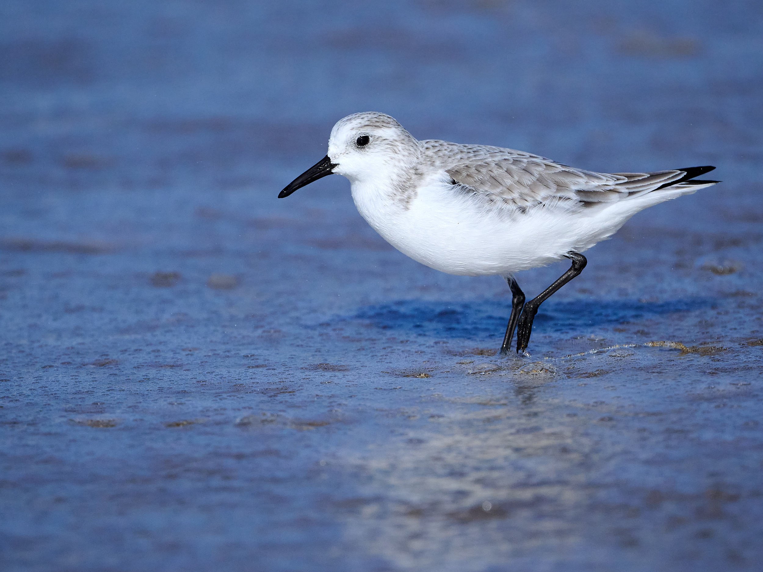 Sanderling