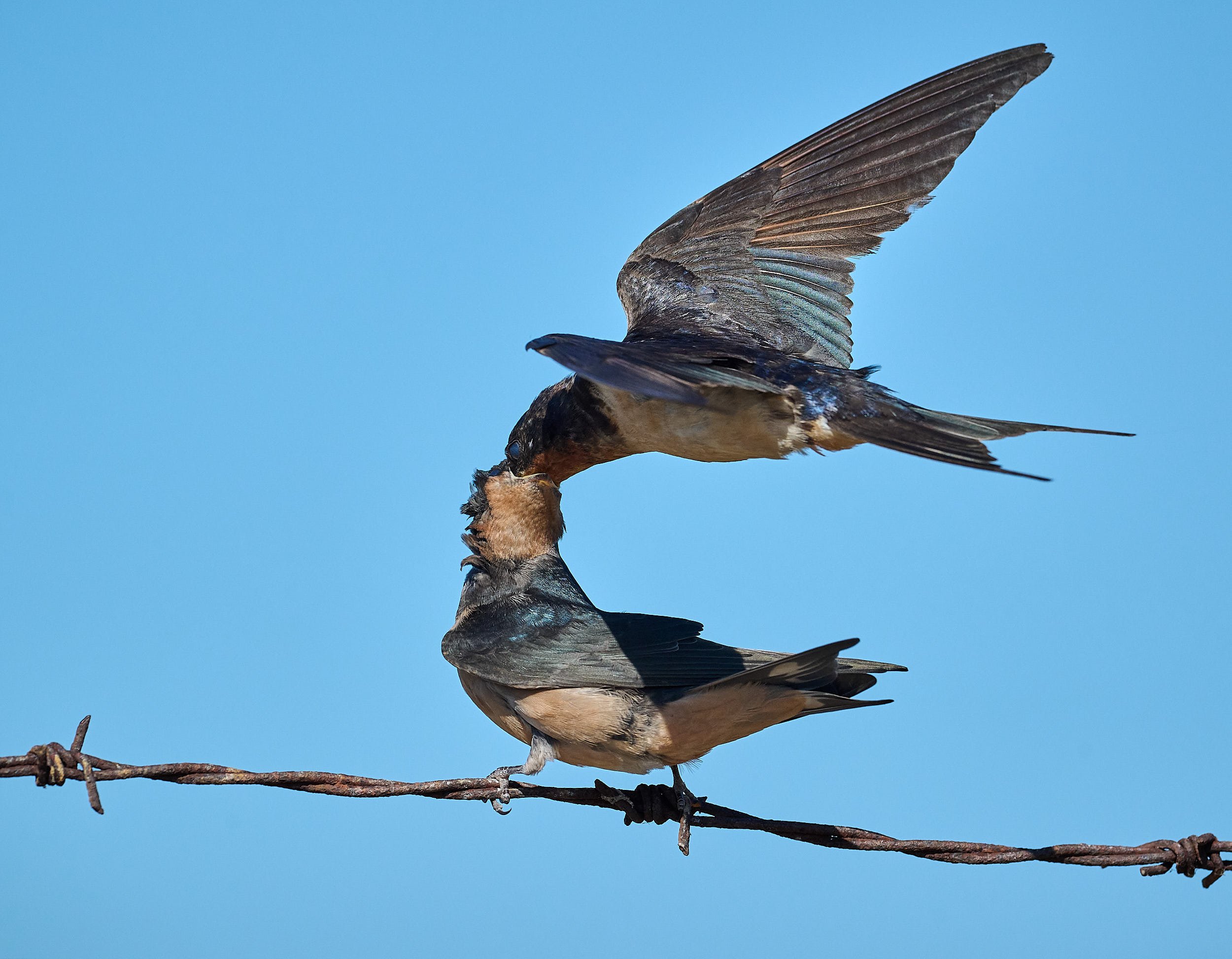 Barn Swallow