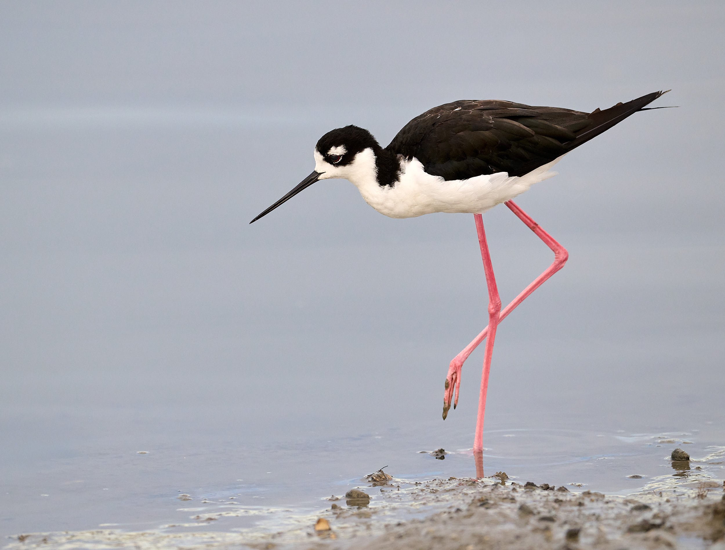 Black-necked Stilt