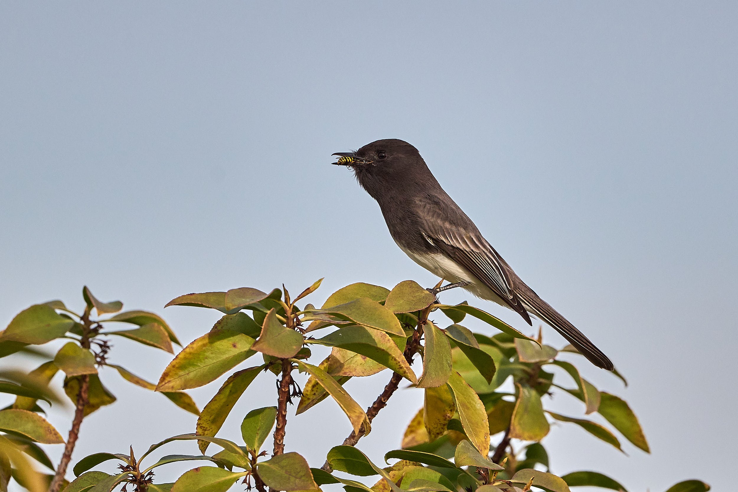 Black Phoebe