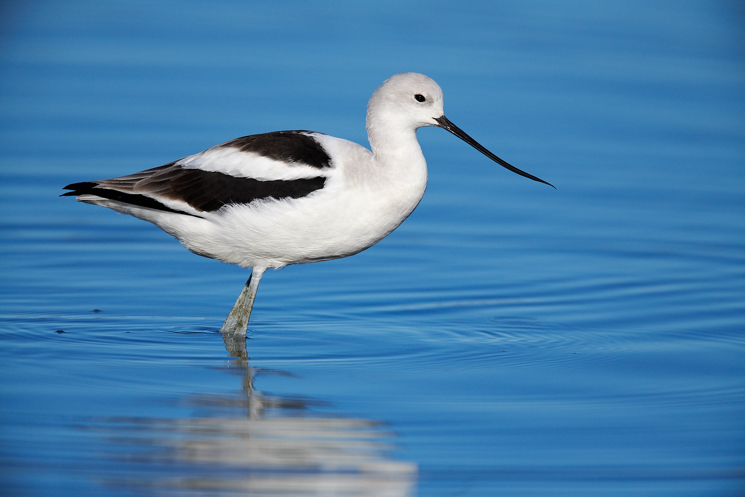 Avocet