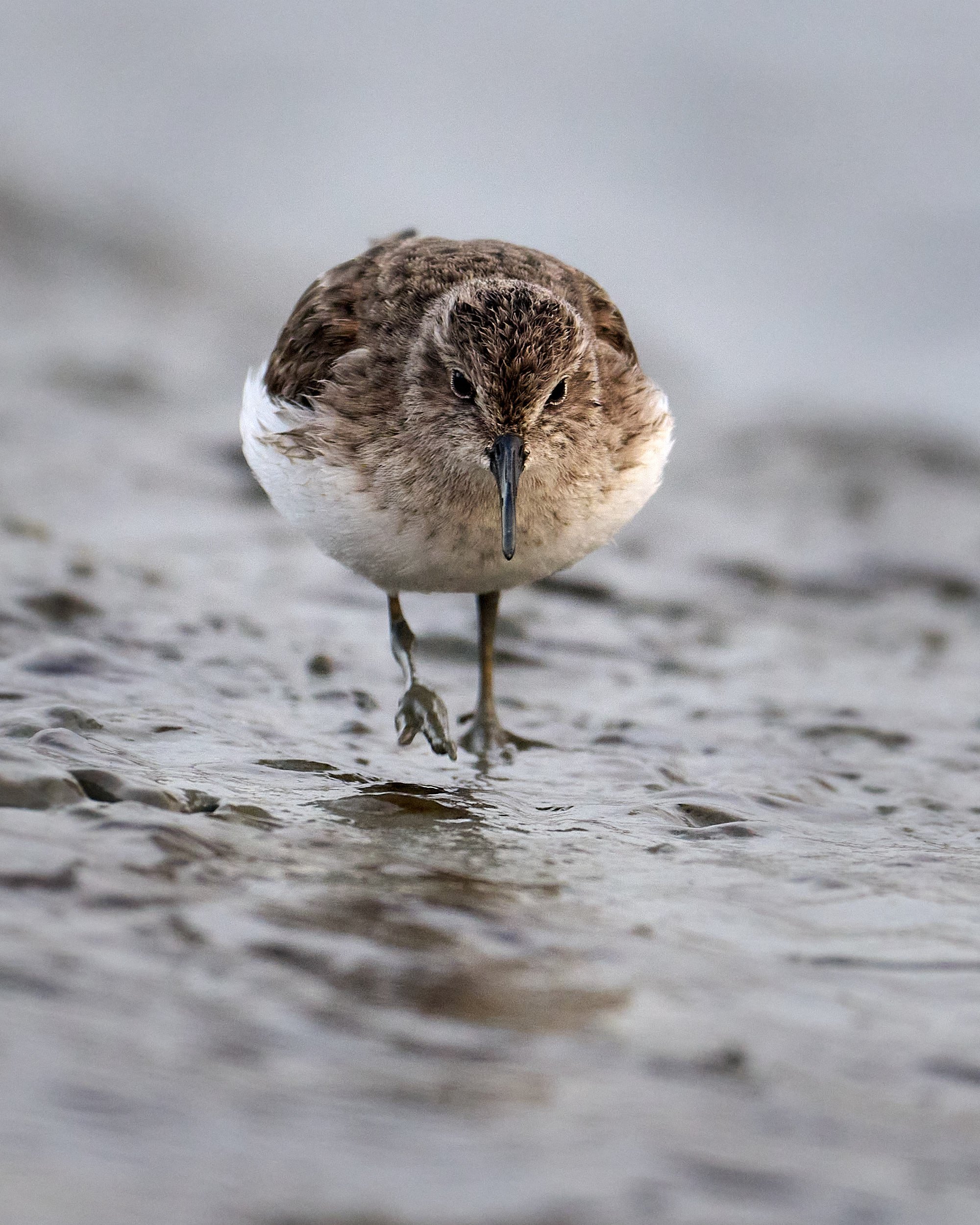 Western Sandpiper