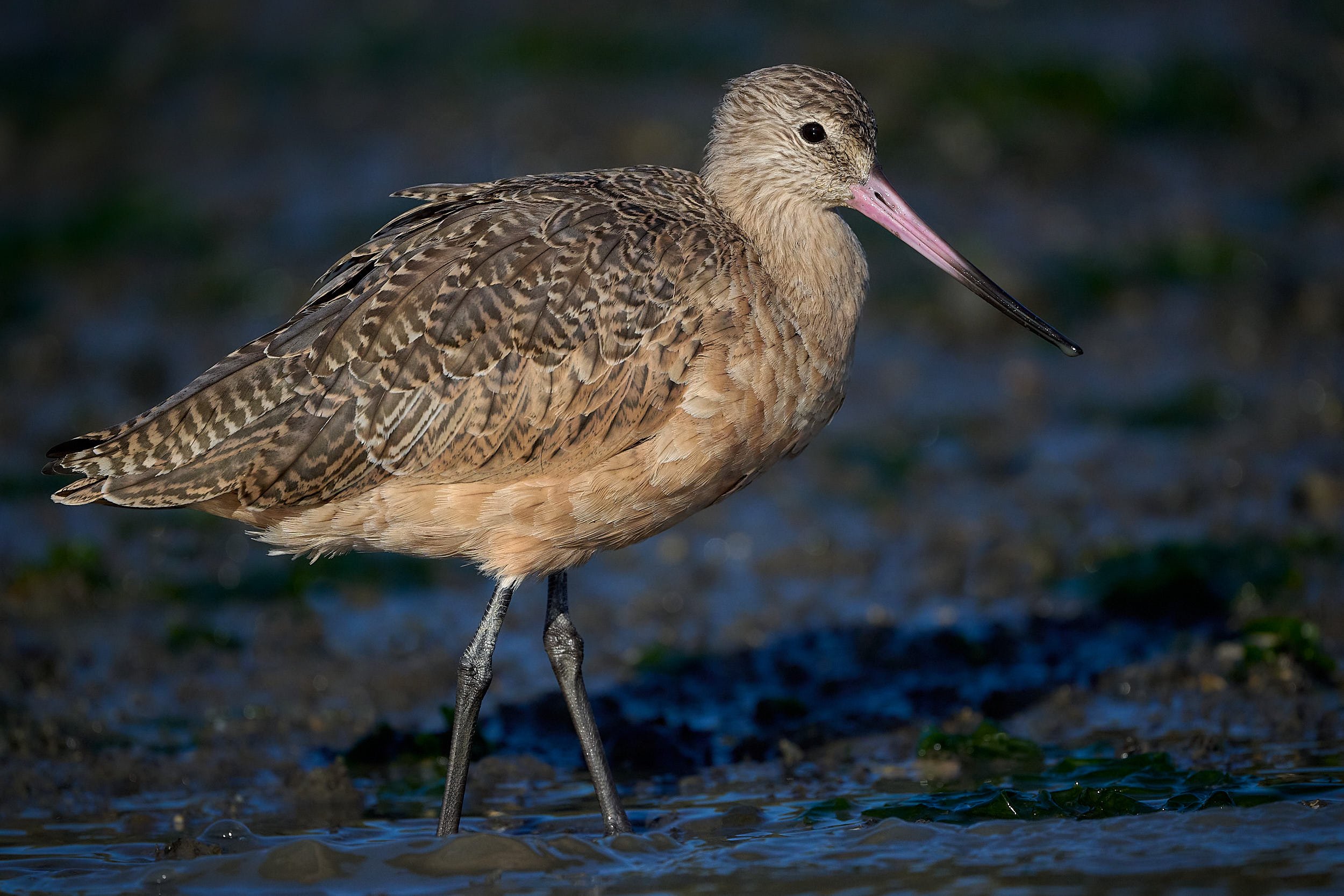 Marbled Godwit