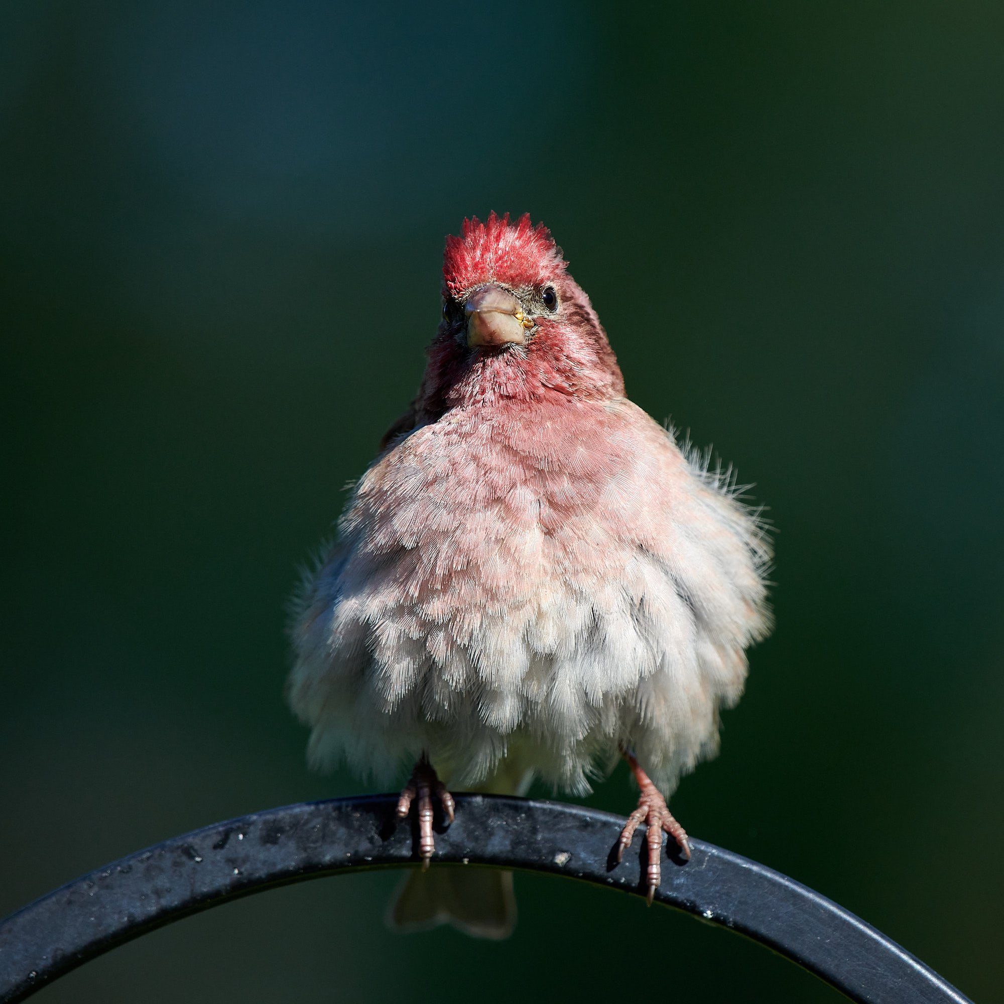 Cassin's Finch