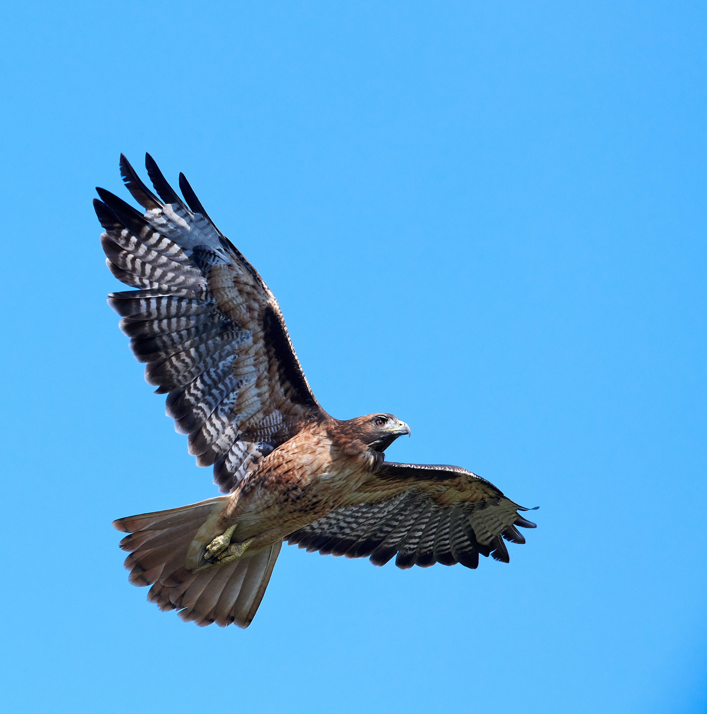 Red-tailed Hawk