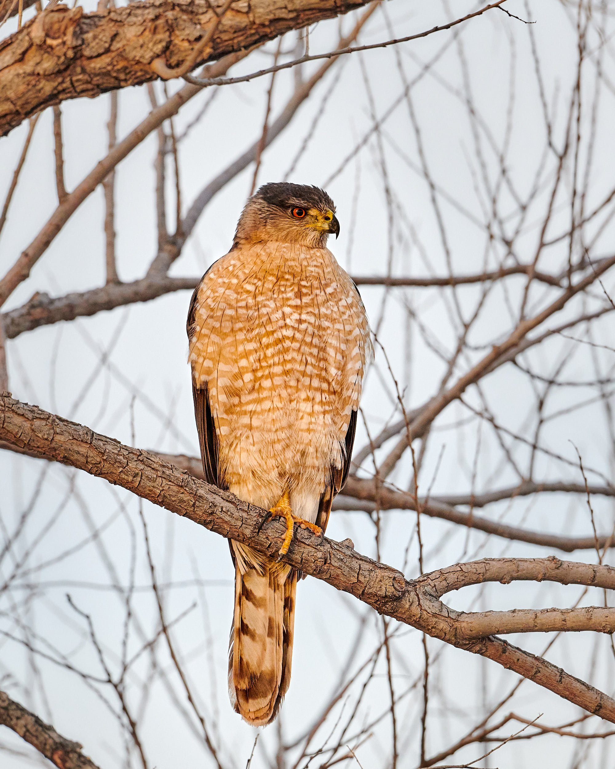 Cooper's hawk