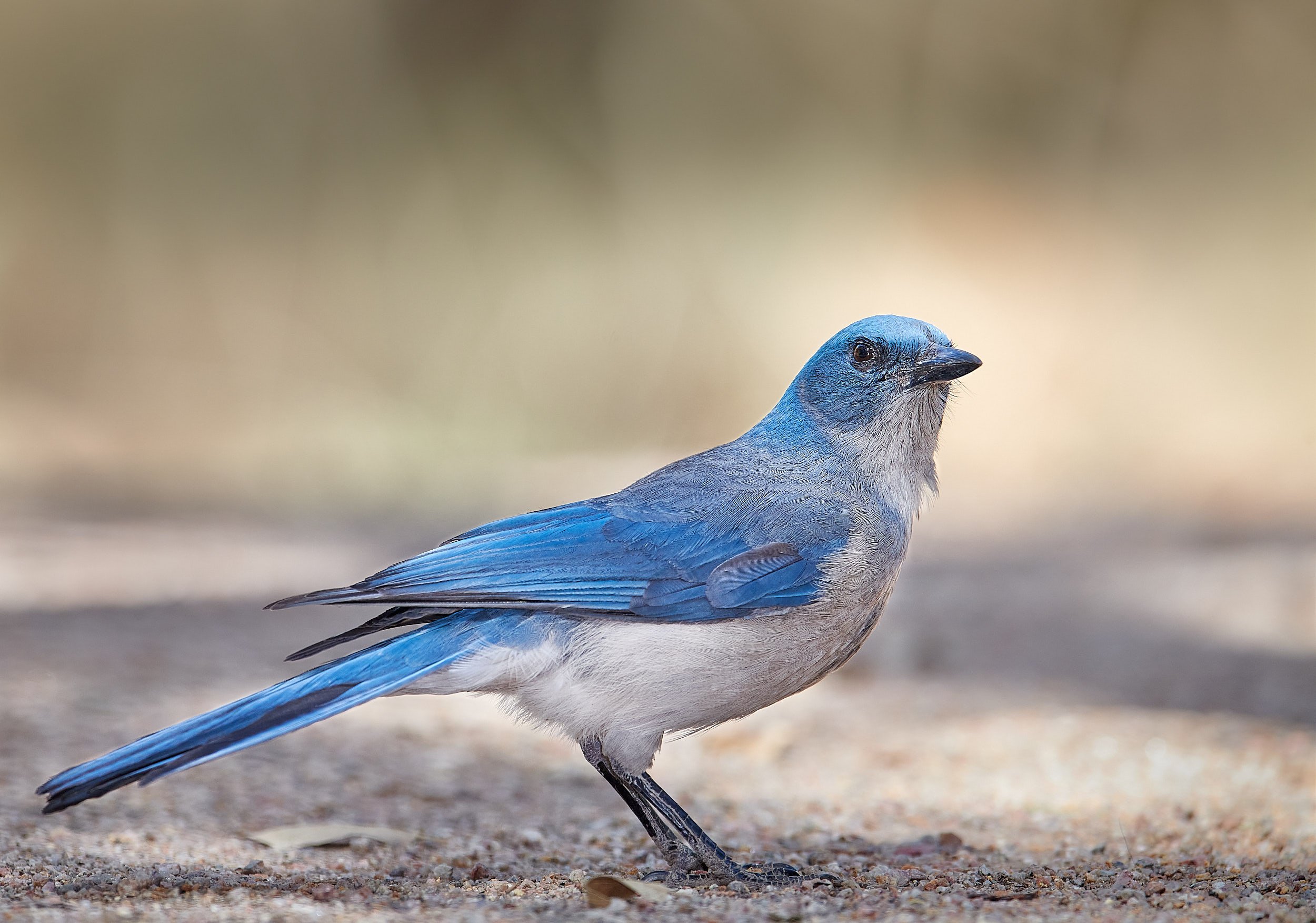 Mexican Jay