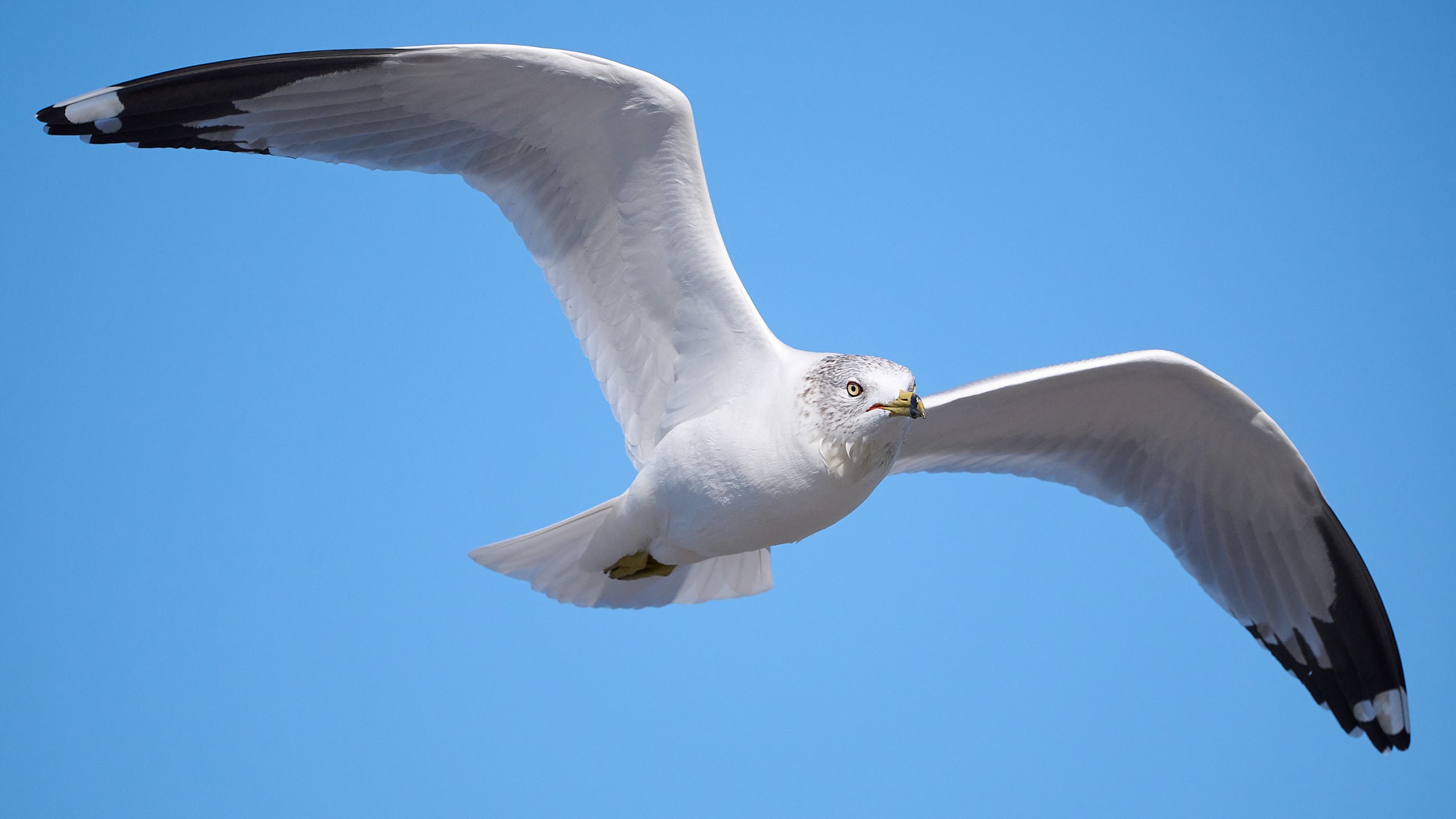 Ringed-billed Gull