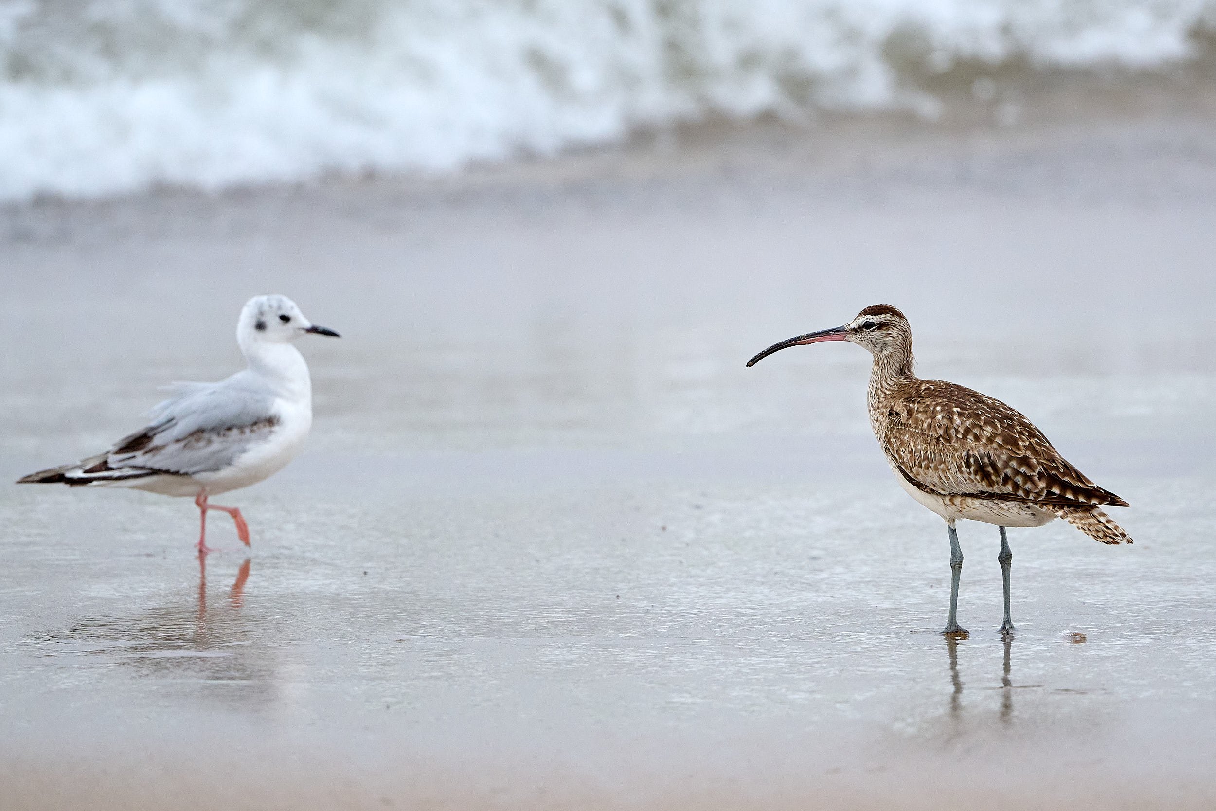 Whimbrel