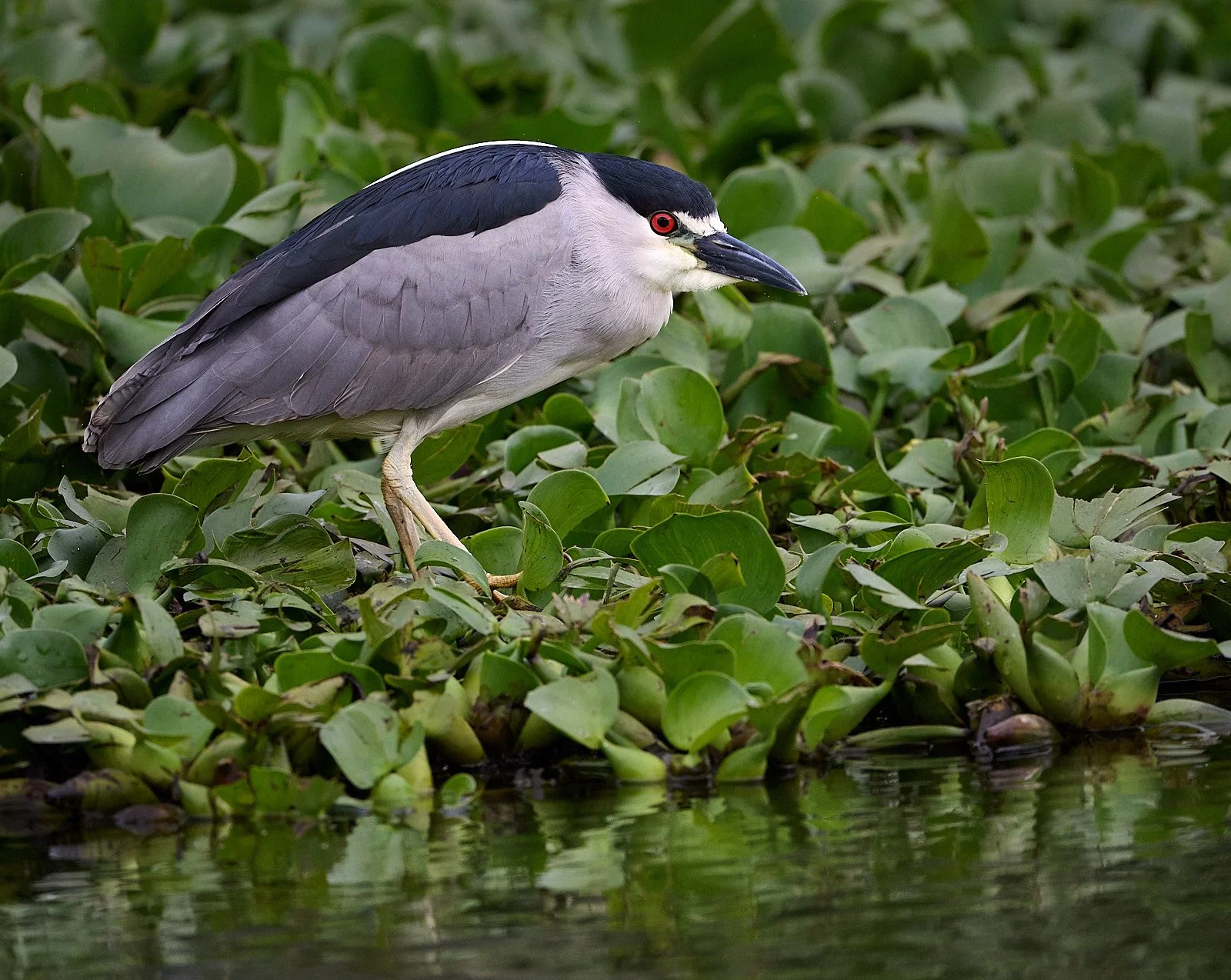 Black-crowned Night Heron