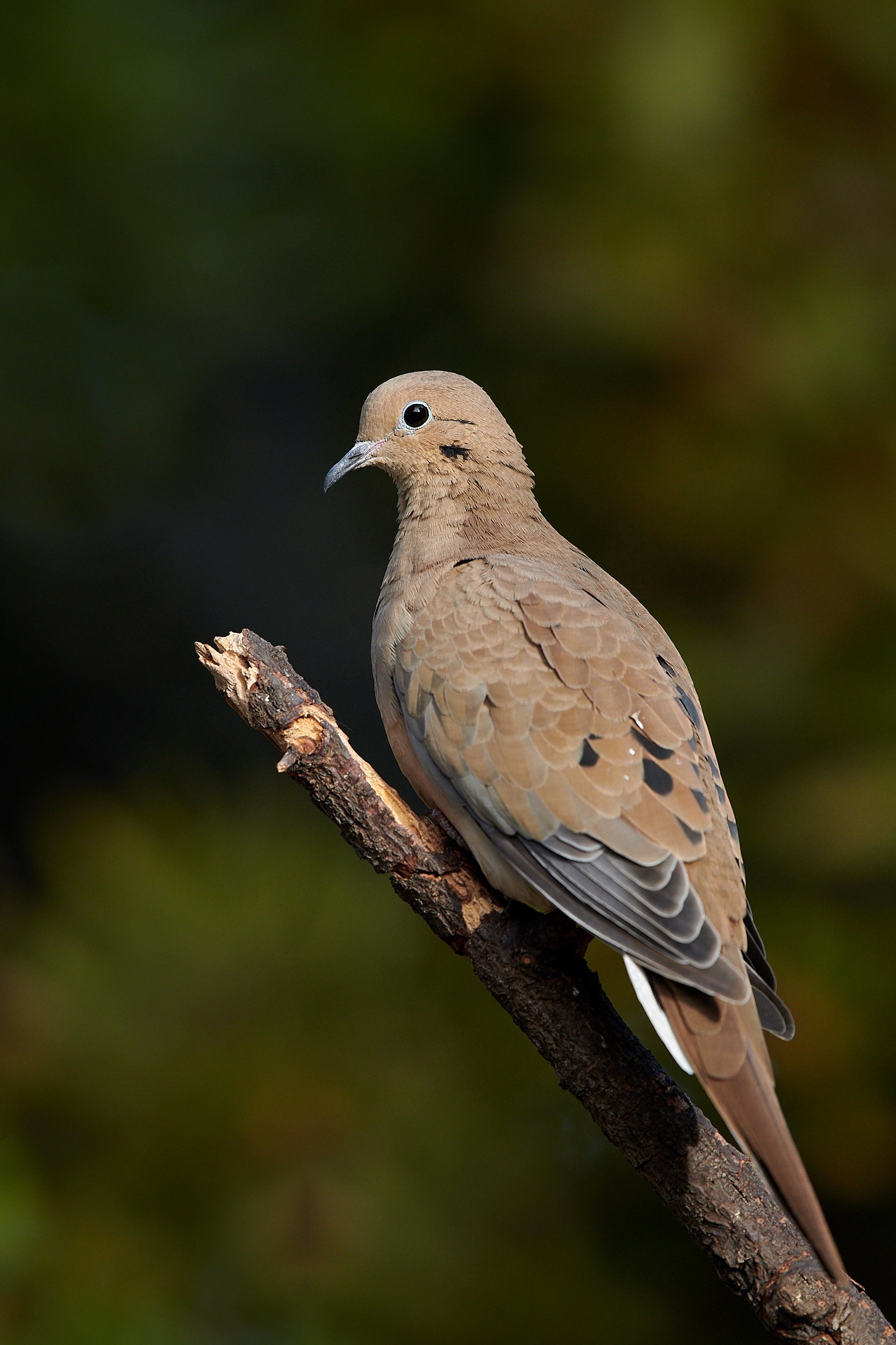 Mourning Dove