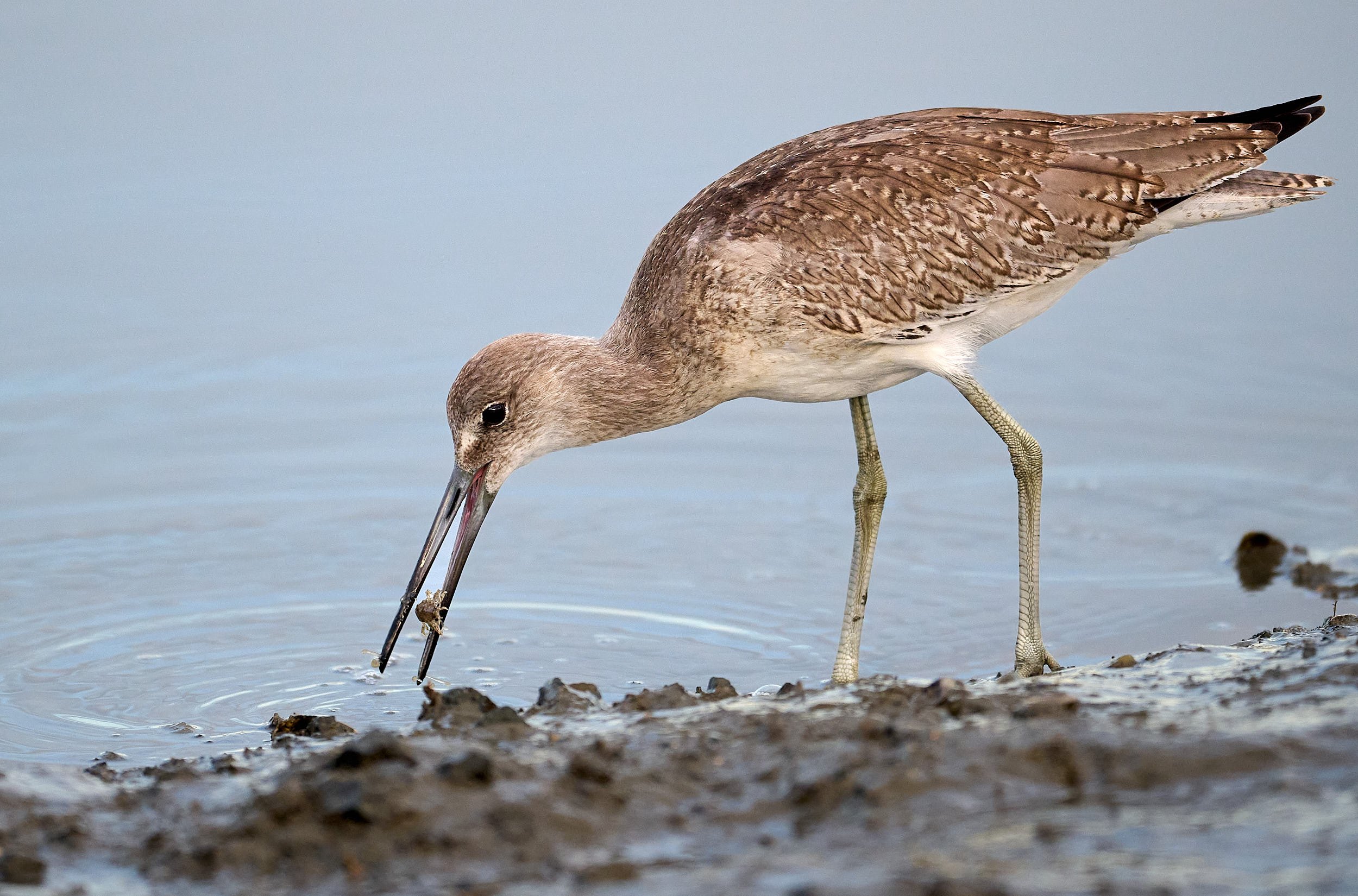 Willet