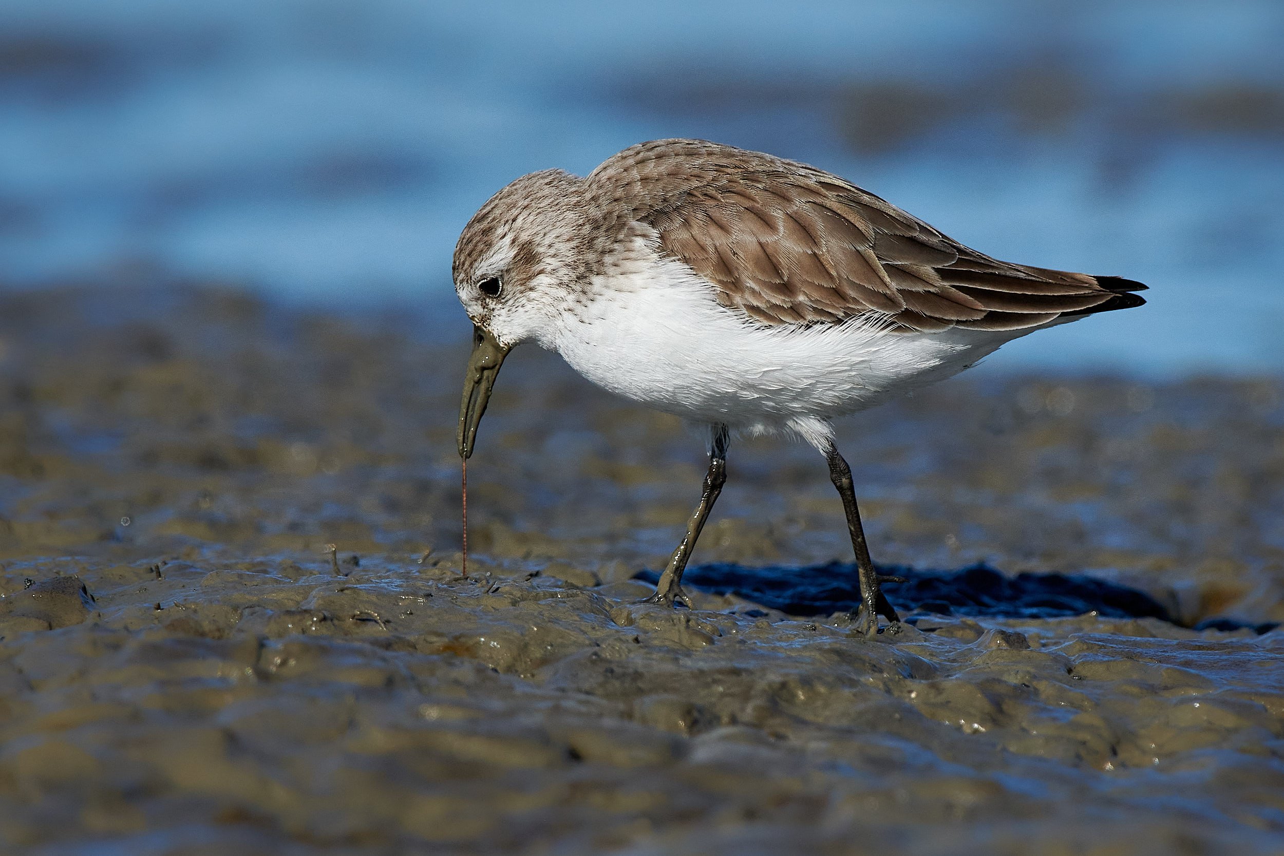 Dunlin