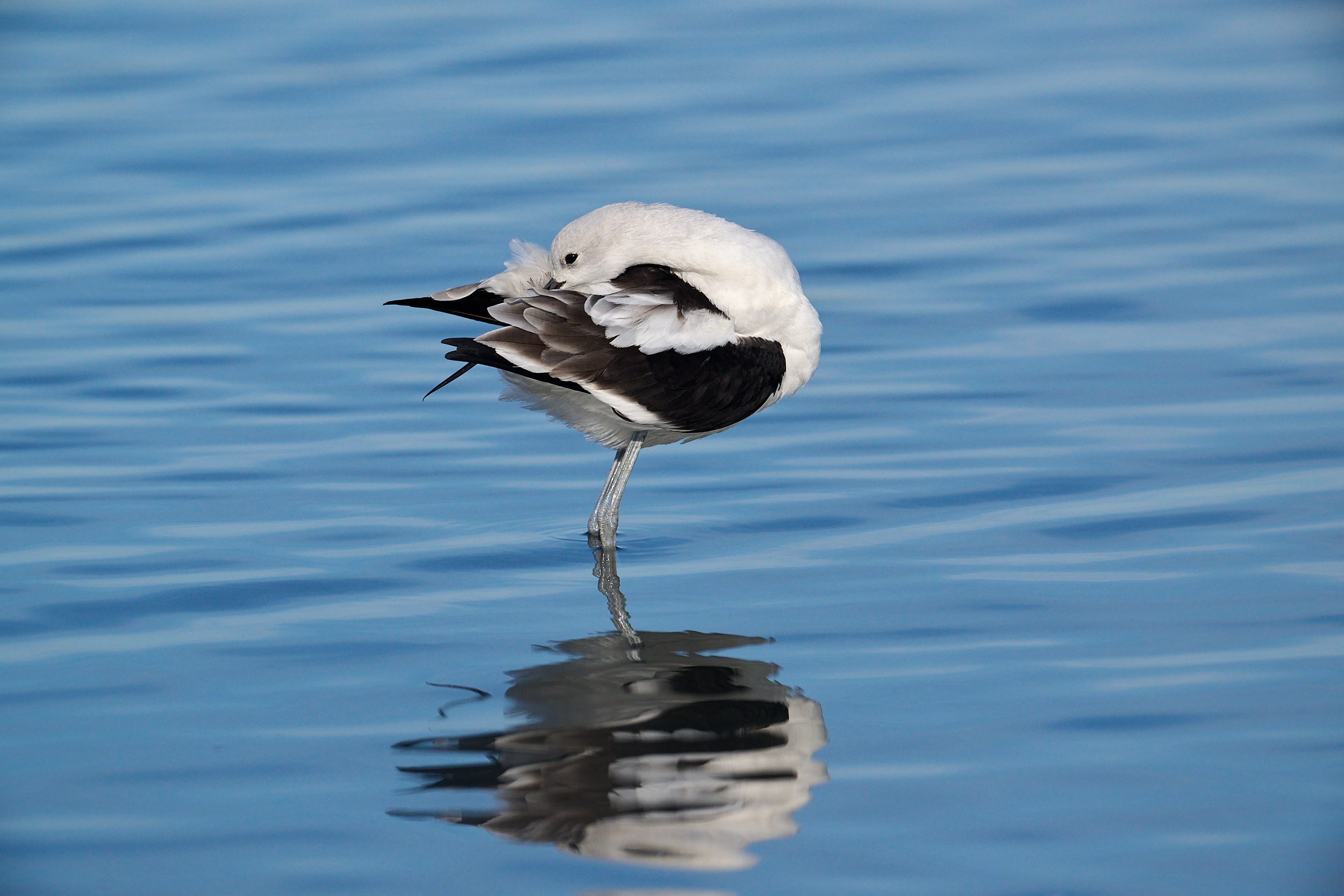 Avocet