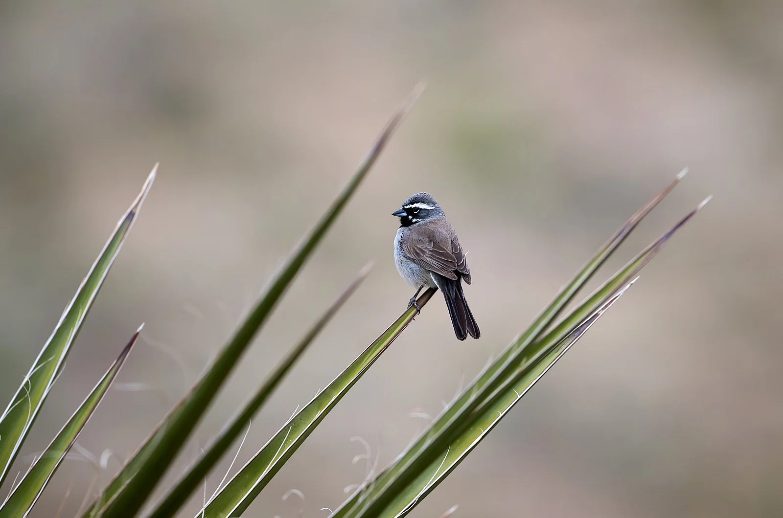 Black-throated Sparrow