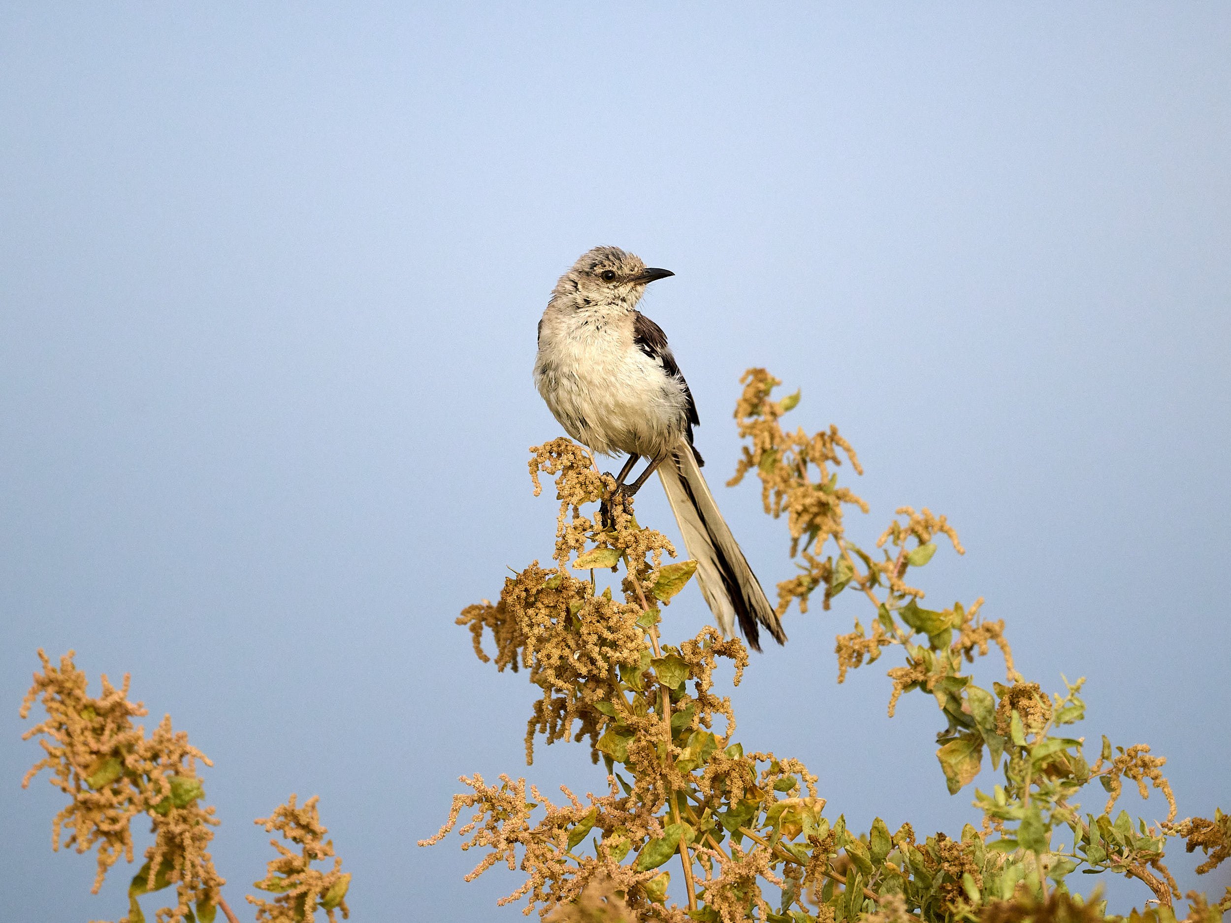 Northern Mockingbird