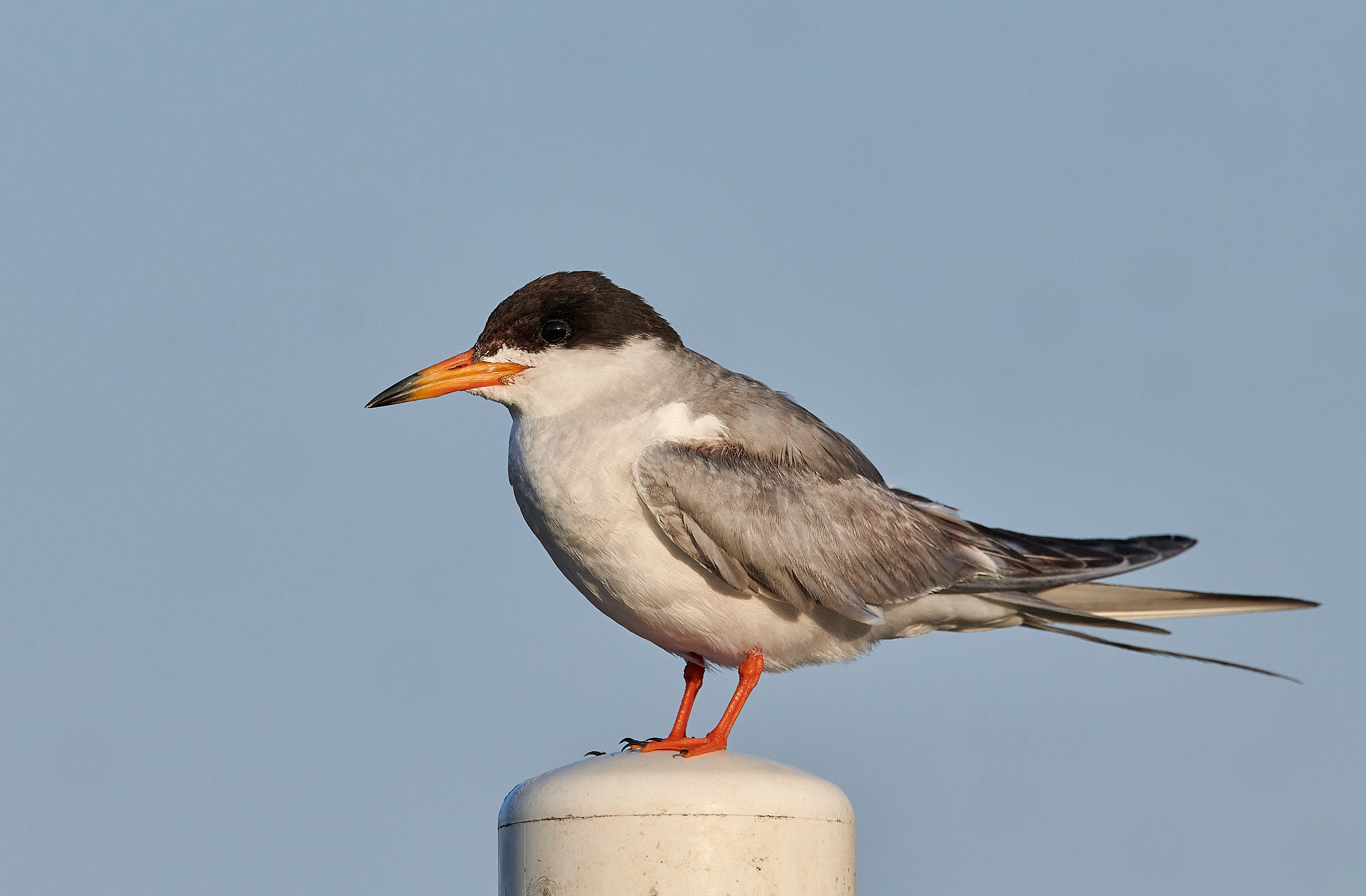 Foster's Tern