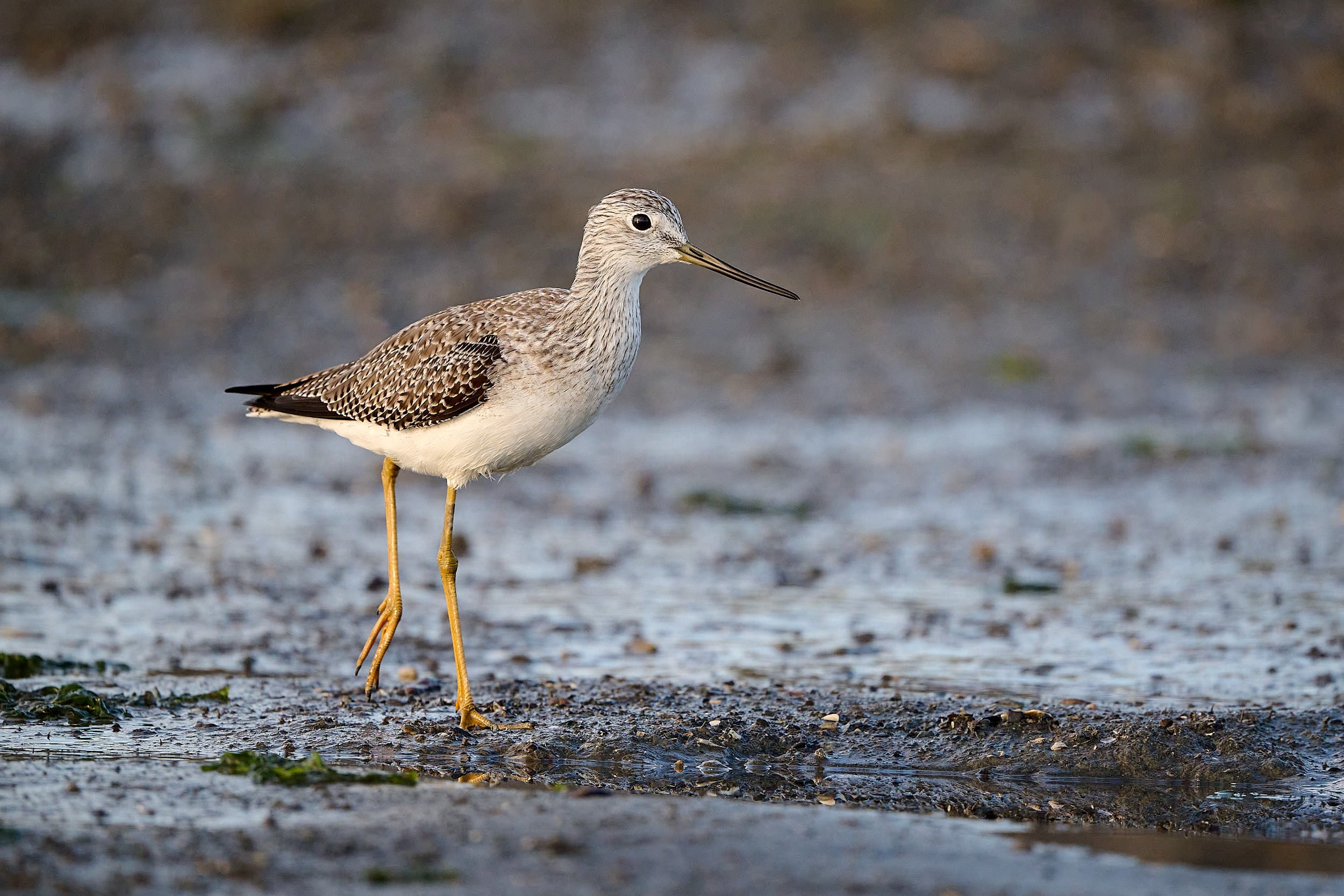 Greater Yellowlegs