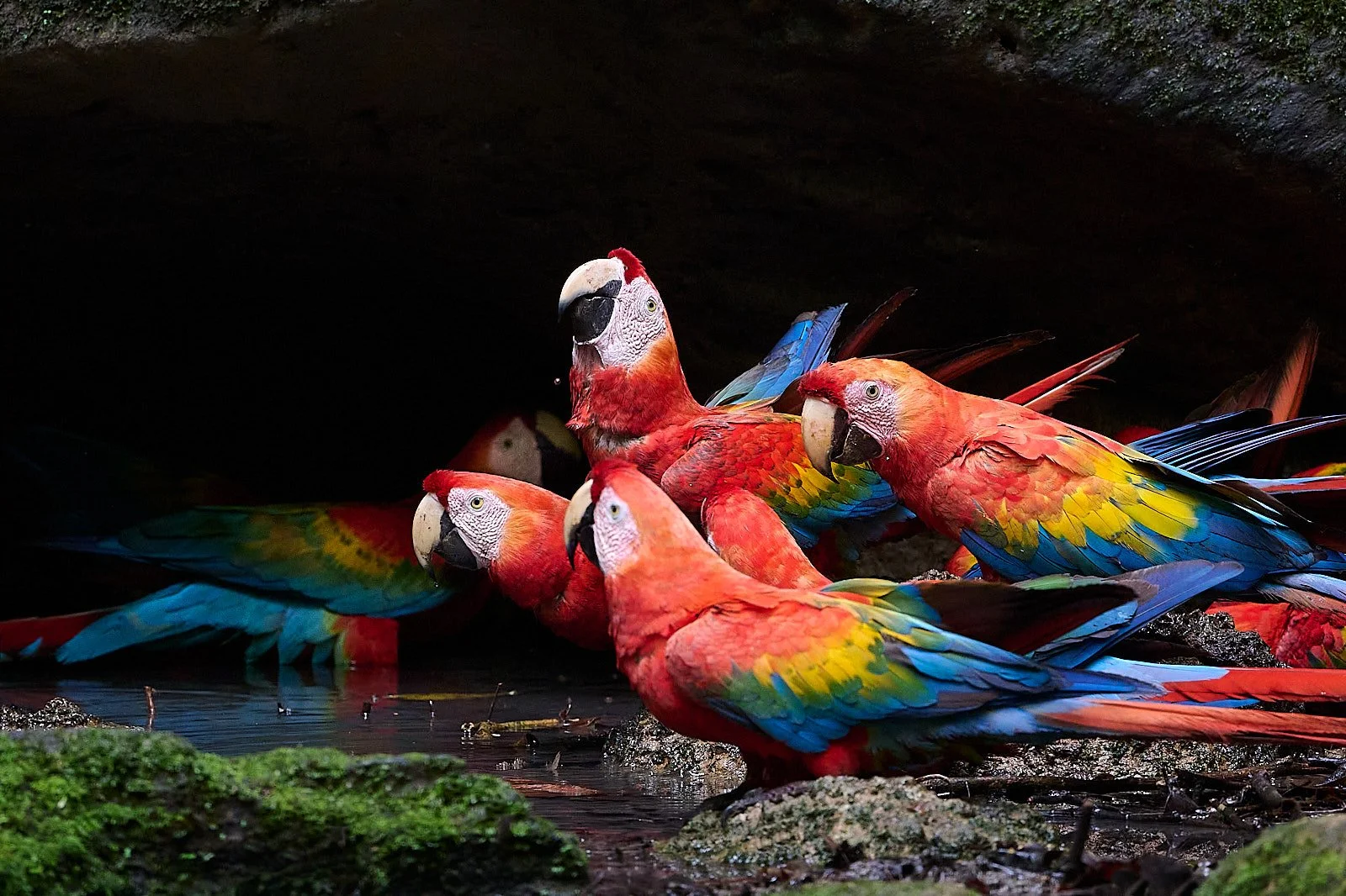 Scarlet Macaw