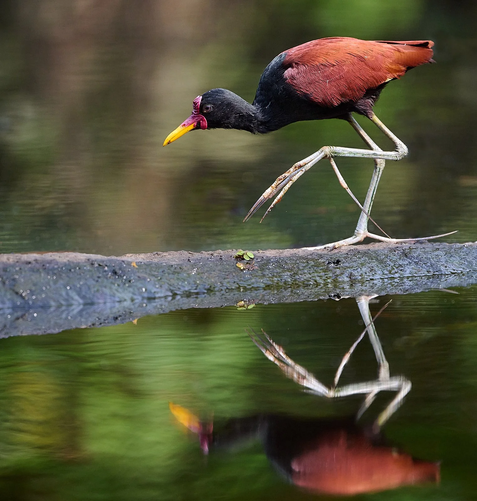 Wattled Jacana