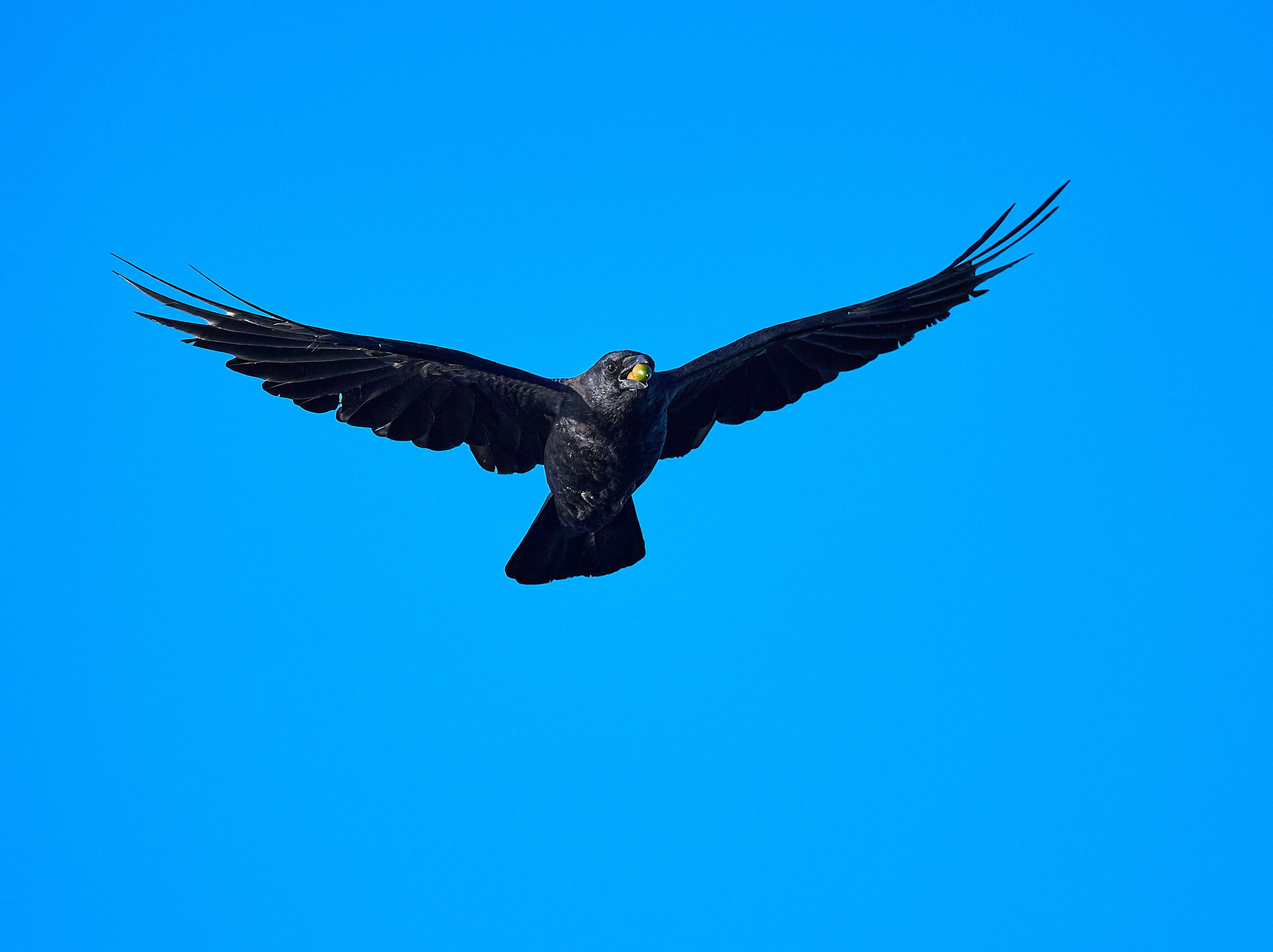 Common Raven