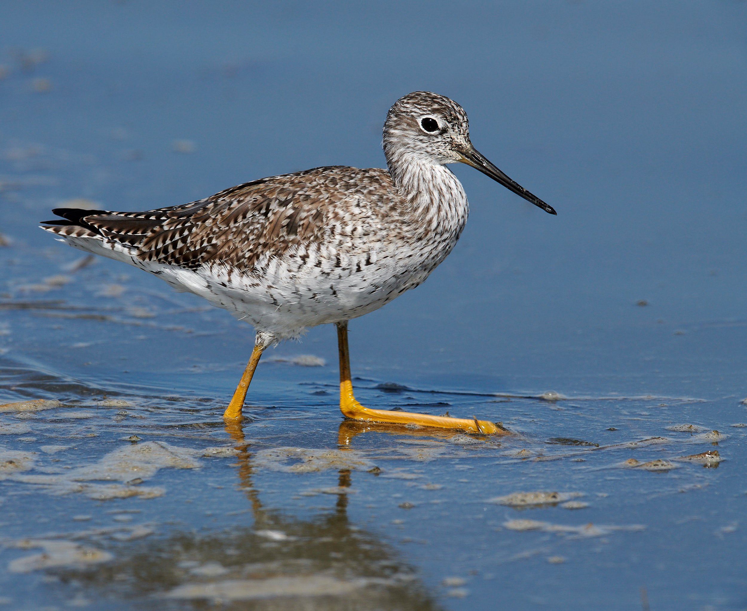 Greater Yellowlegs
