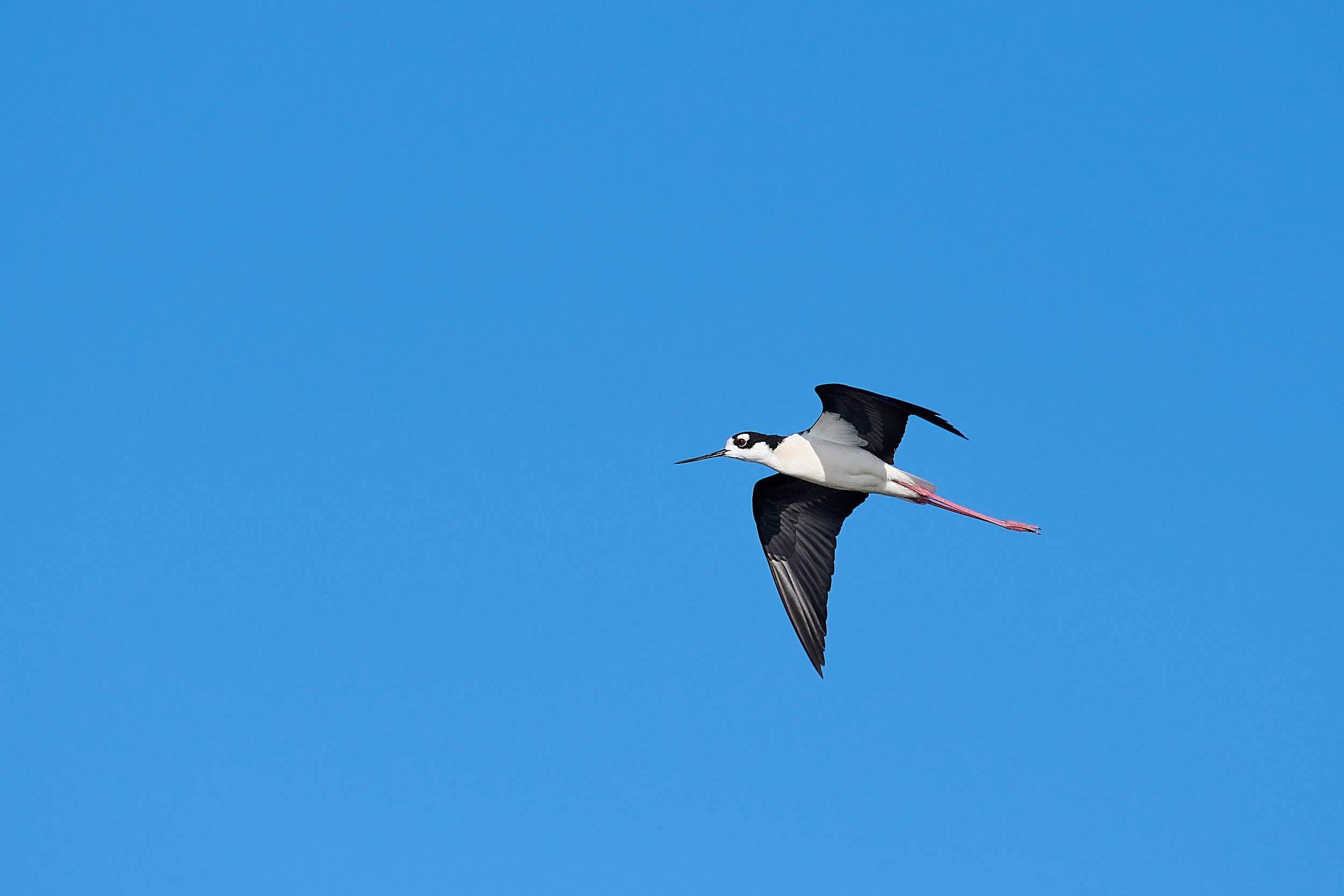Black-necked Stilt
