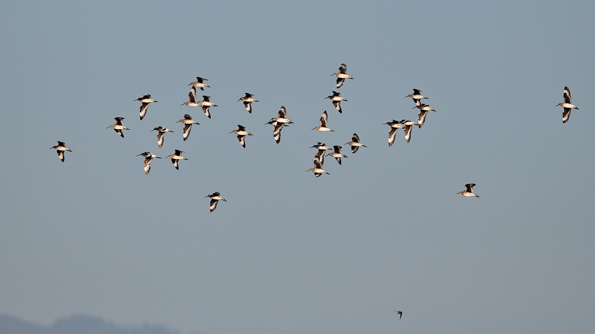 Willet