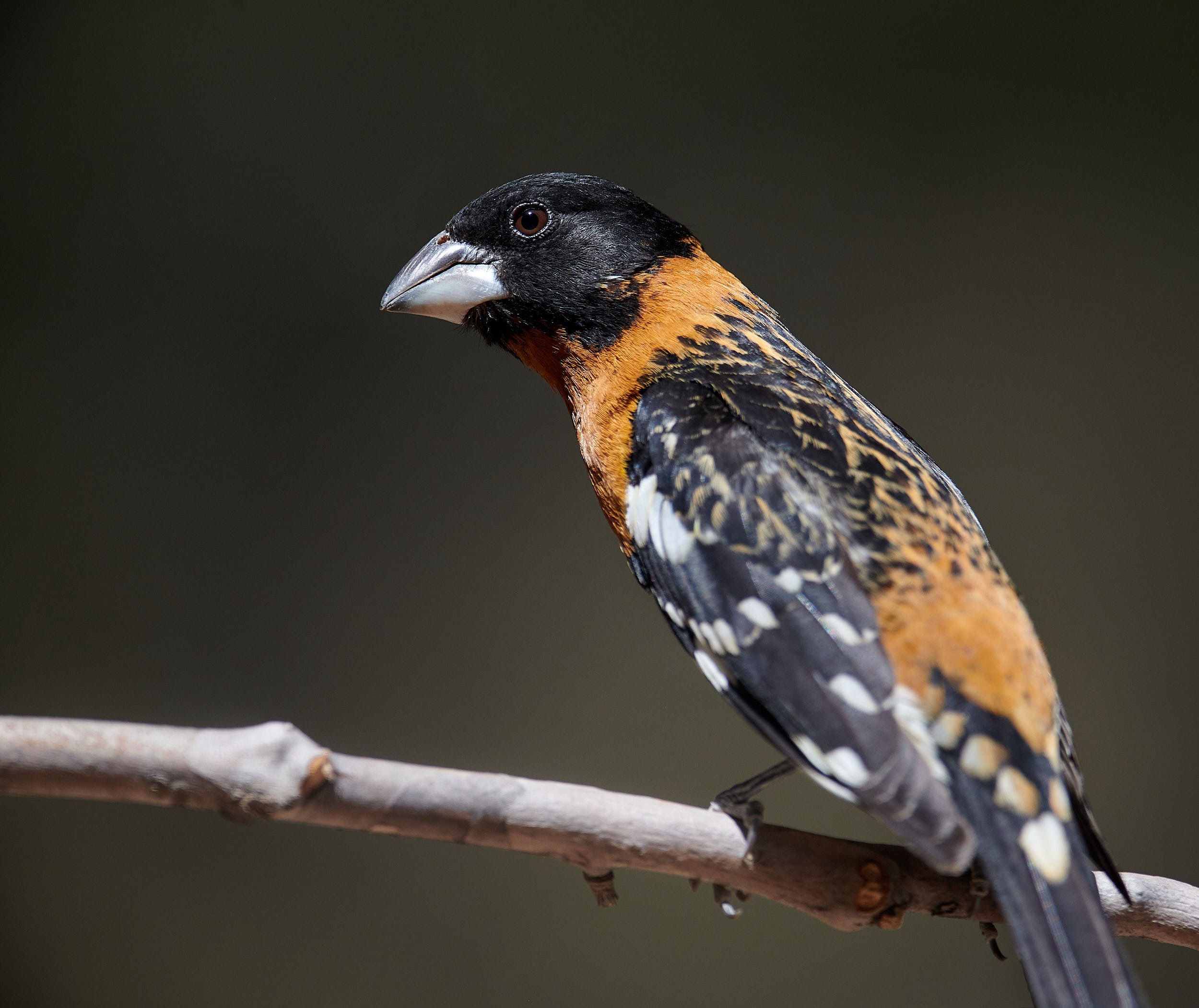 Black-headed Grosbeak