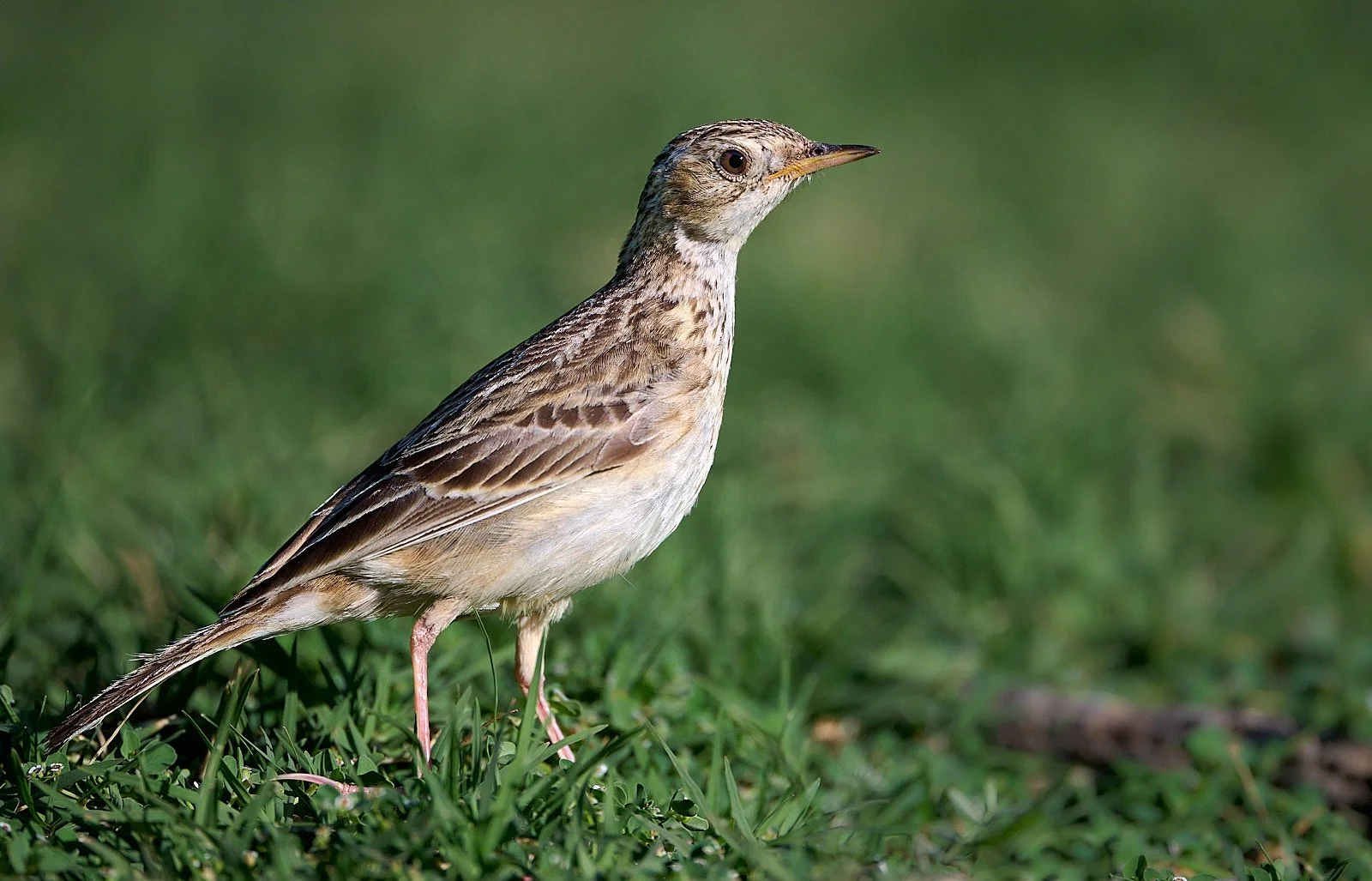 Sprague's Pipit