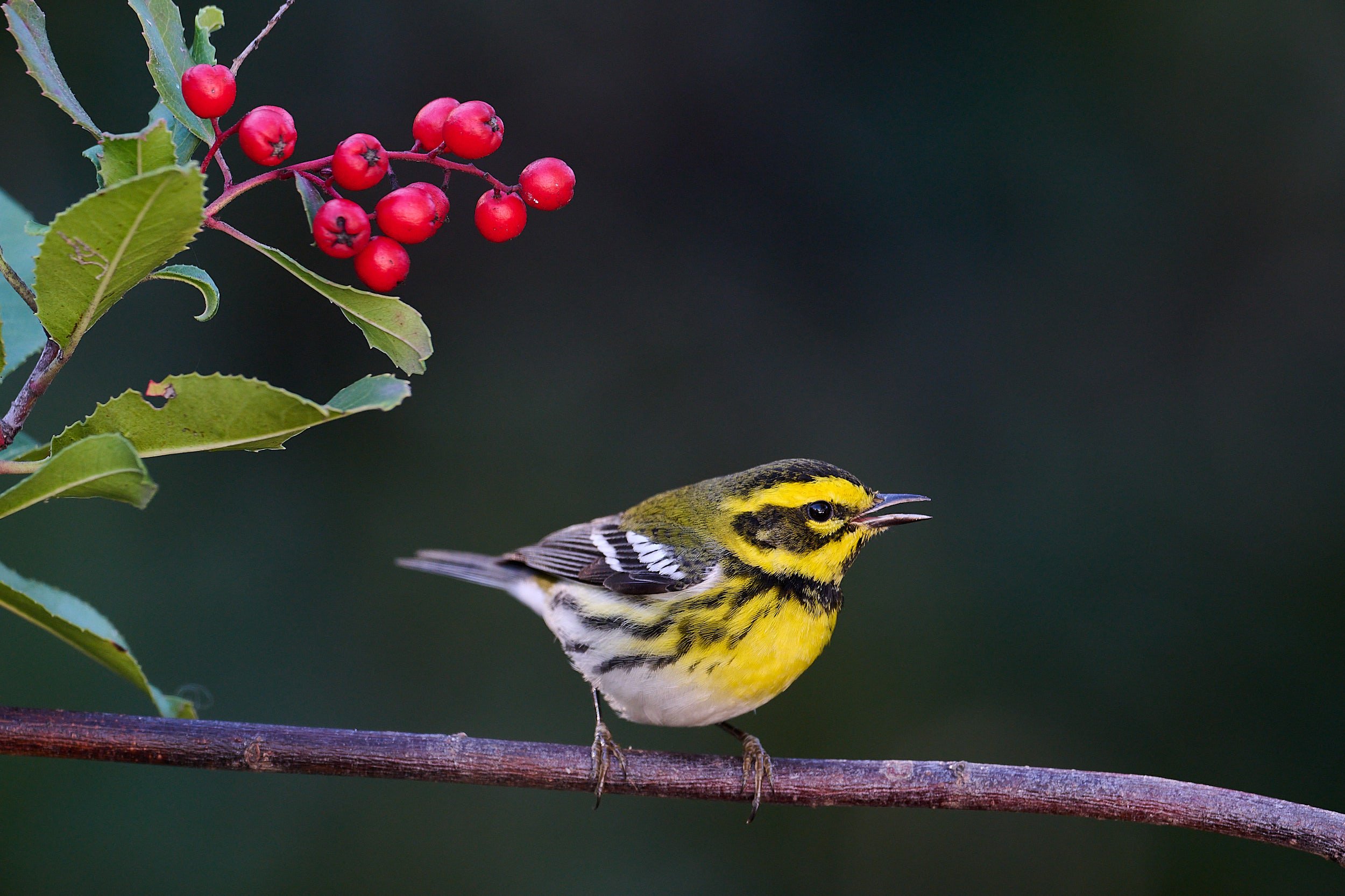 Townsend's Warbler