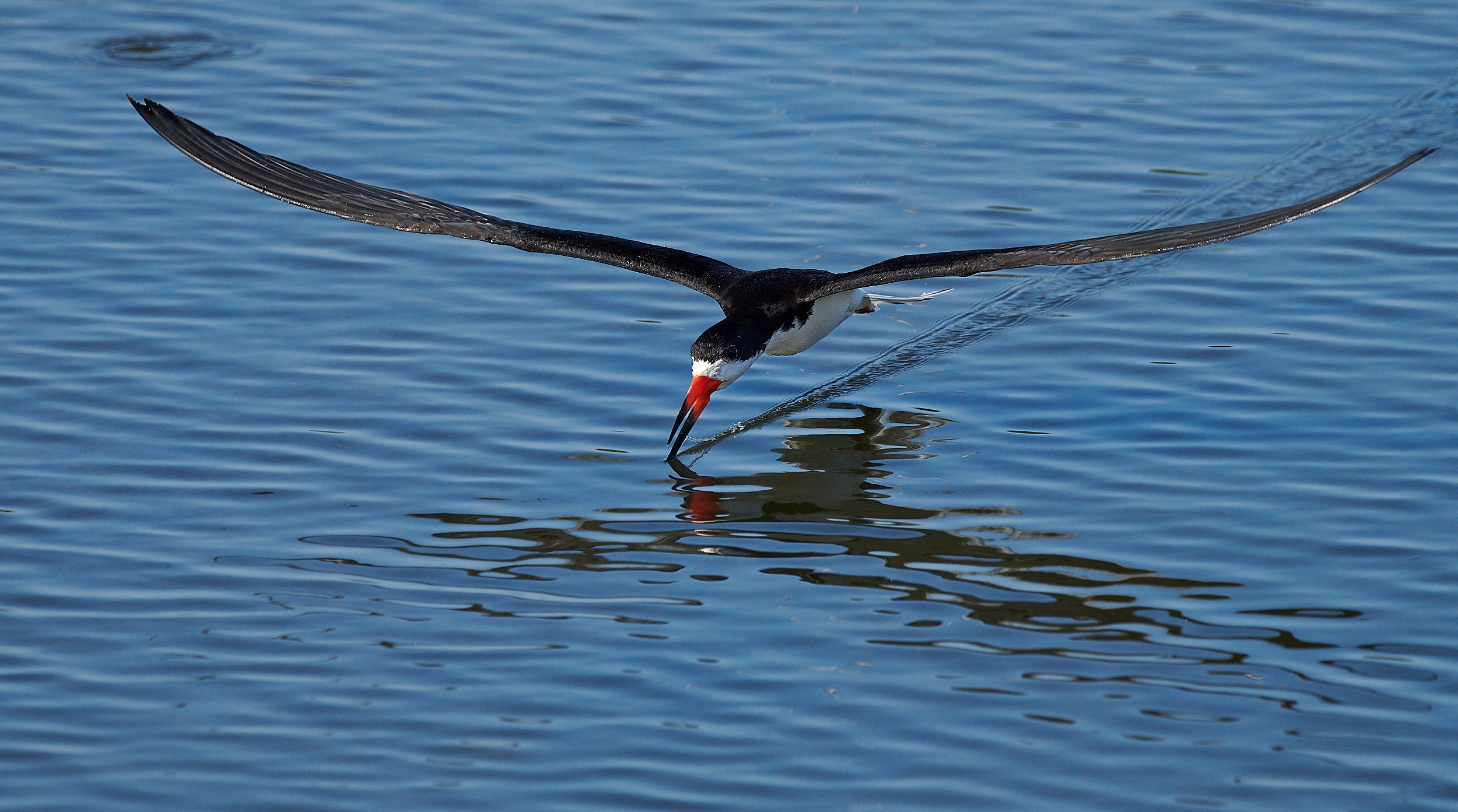 Black Skimmer