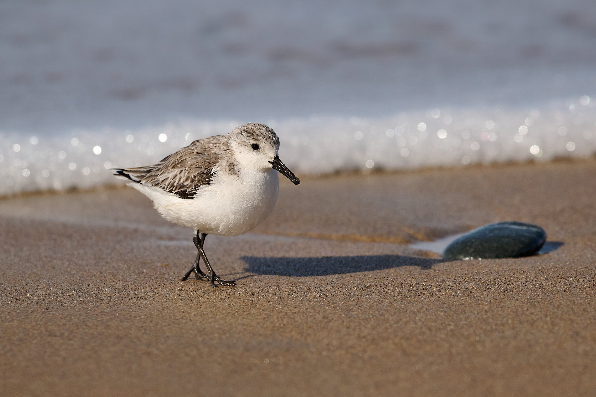 Sanderling