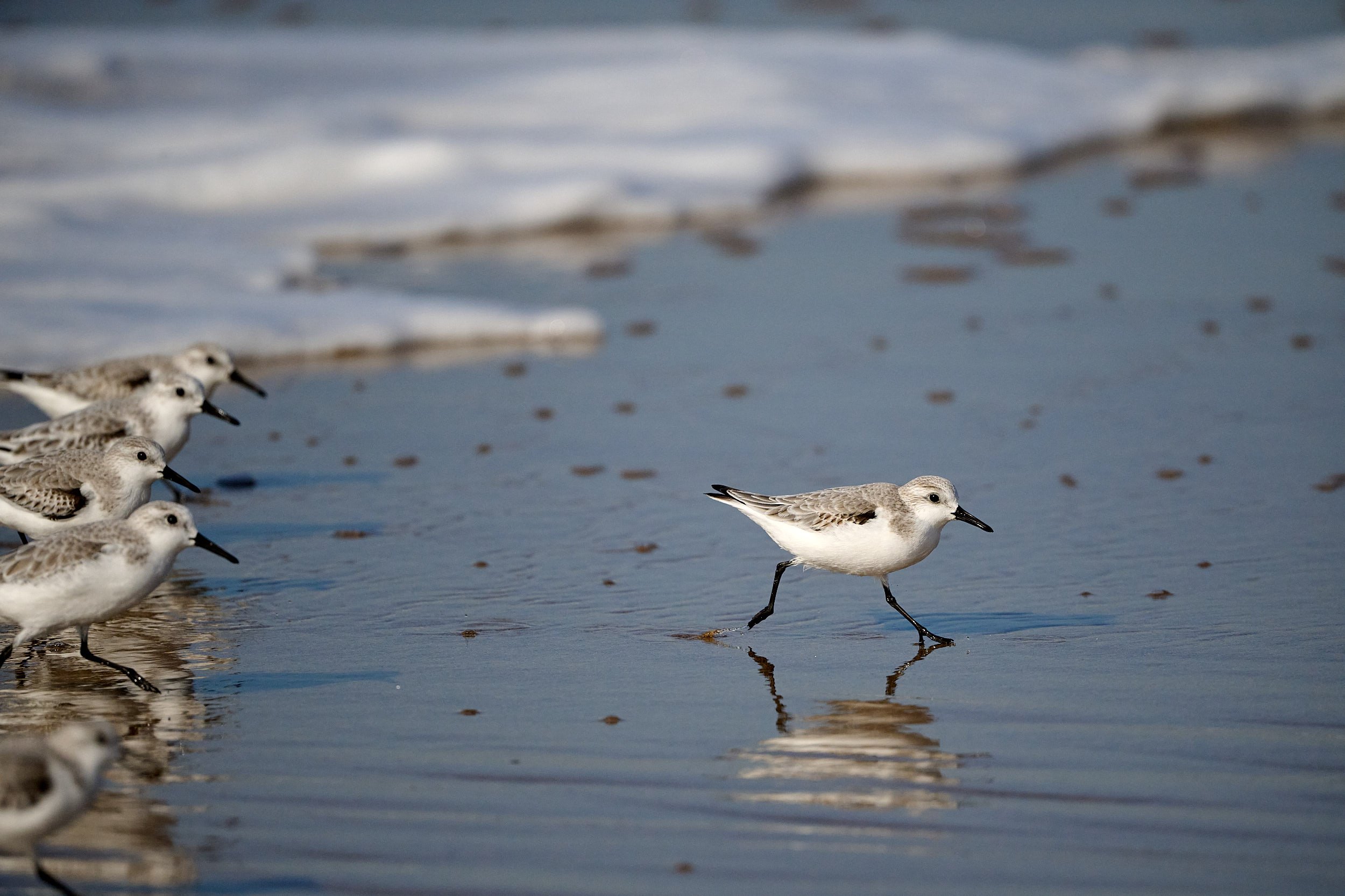 Sanderling